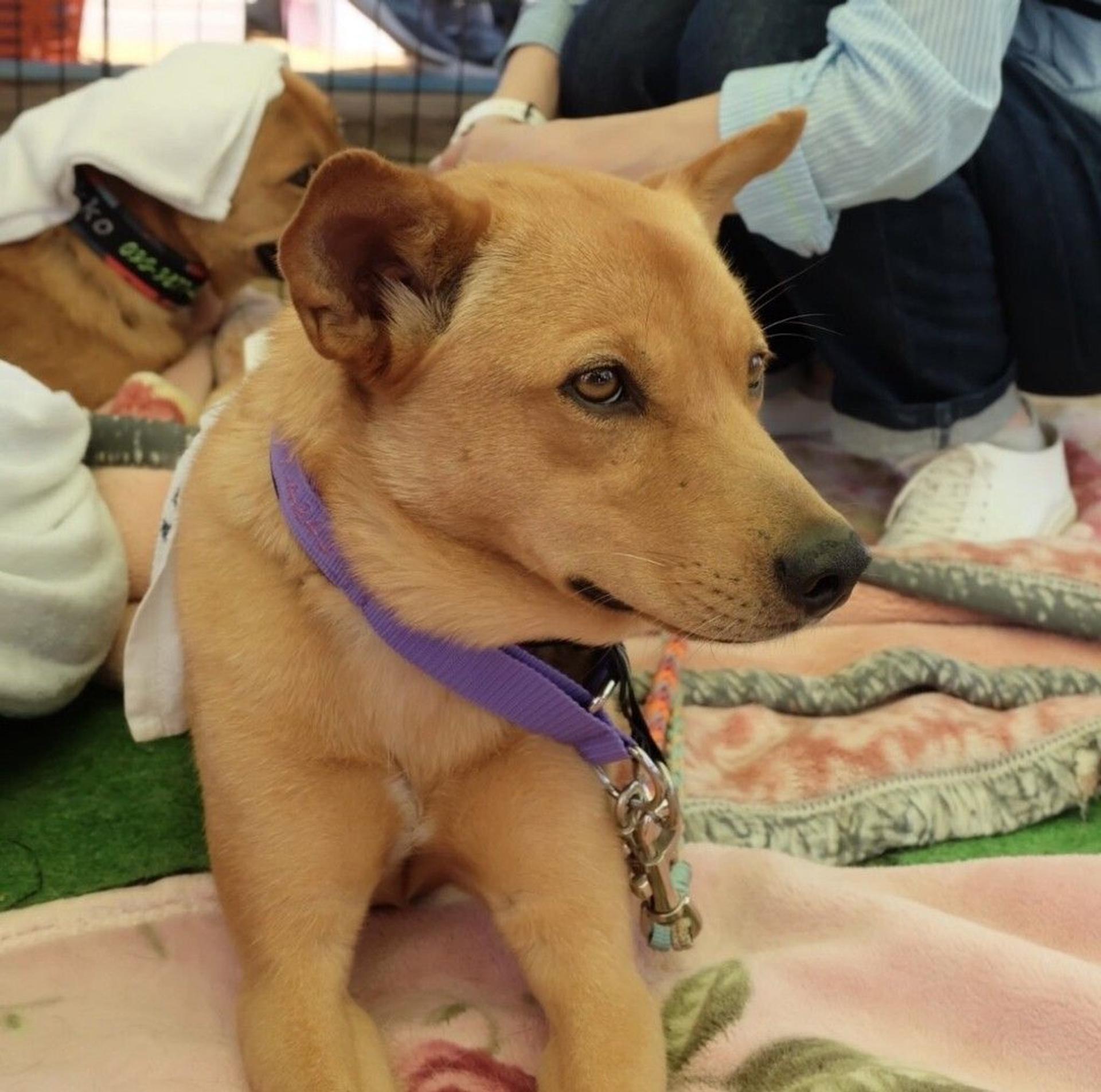 pet-image-9