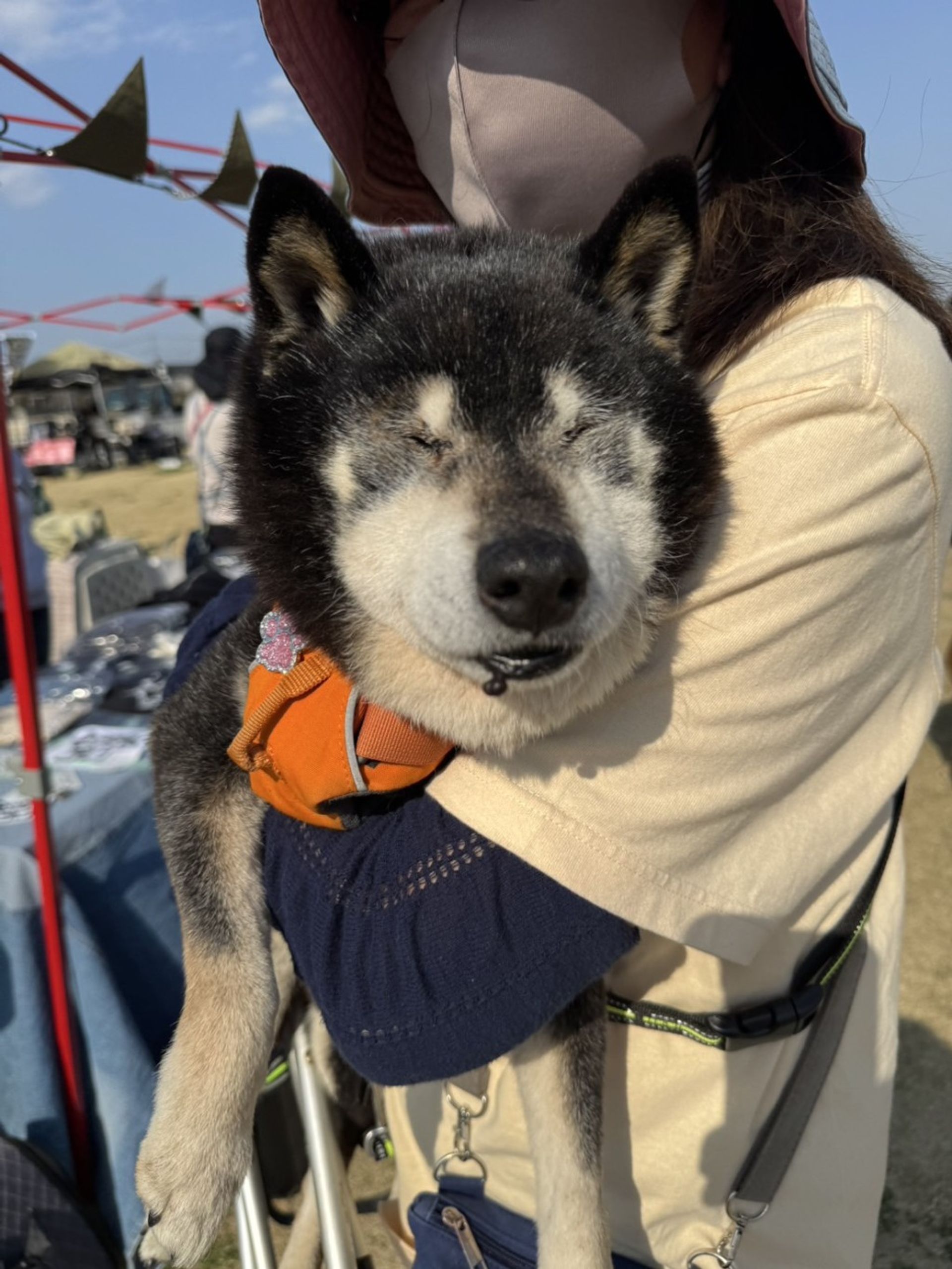 柴犬・オスの里親募集の写真