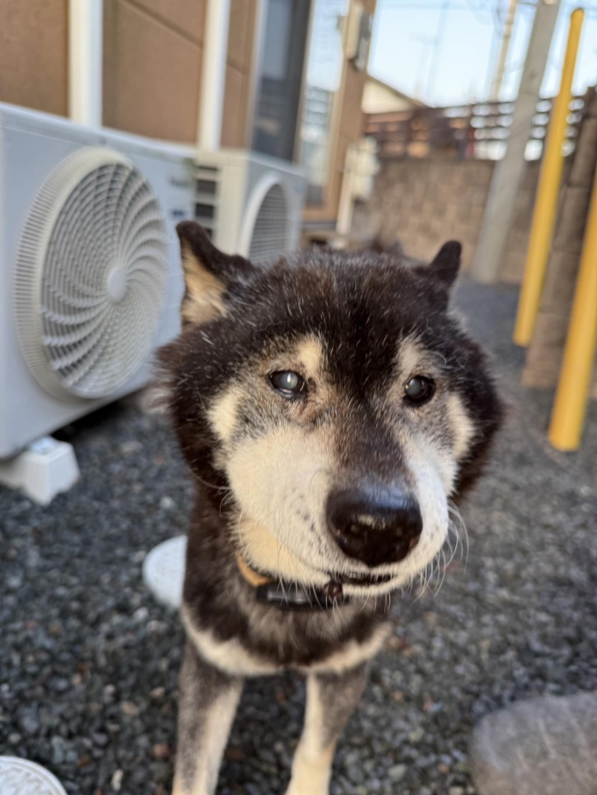 pet-image-2
