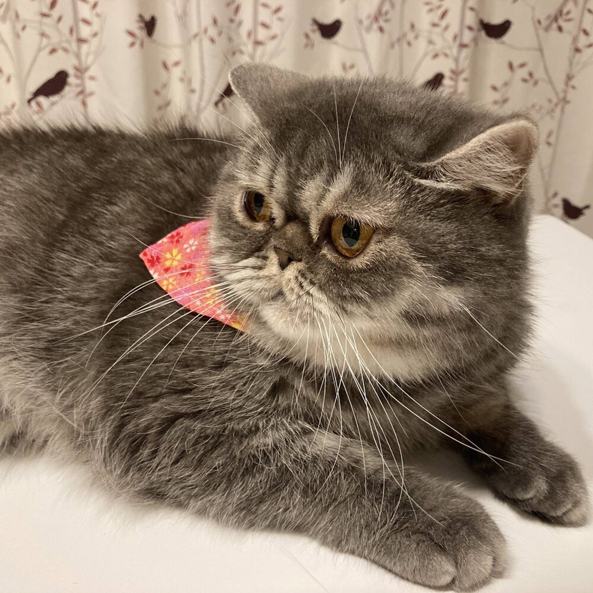 エキゾチックショートヘア・メスの里親募集の写真