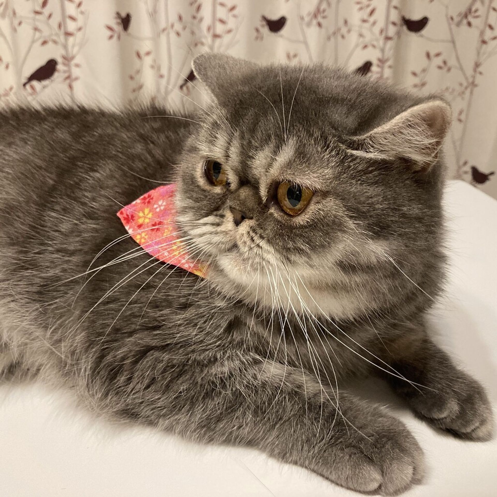 エキゾチックショートヘア・メスの里親募集の写真
