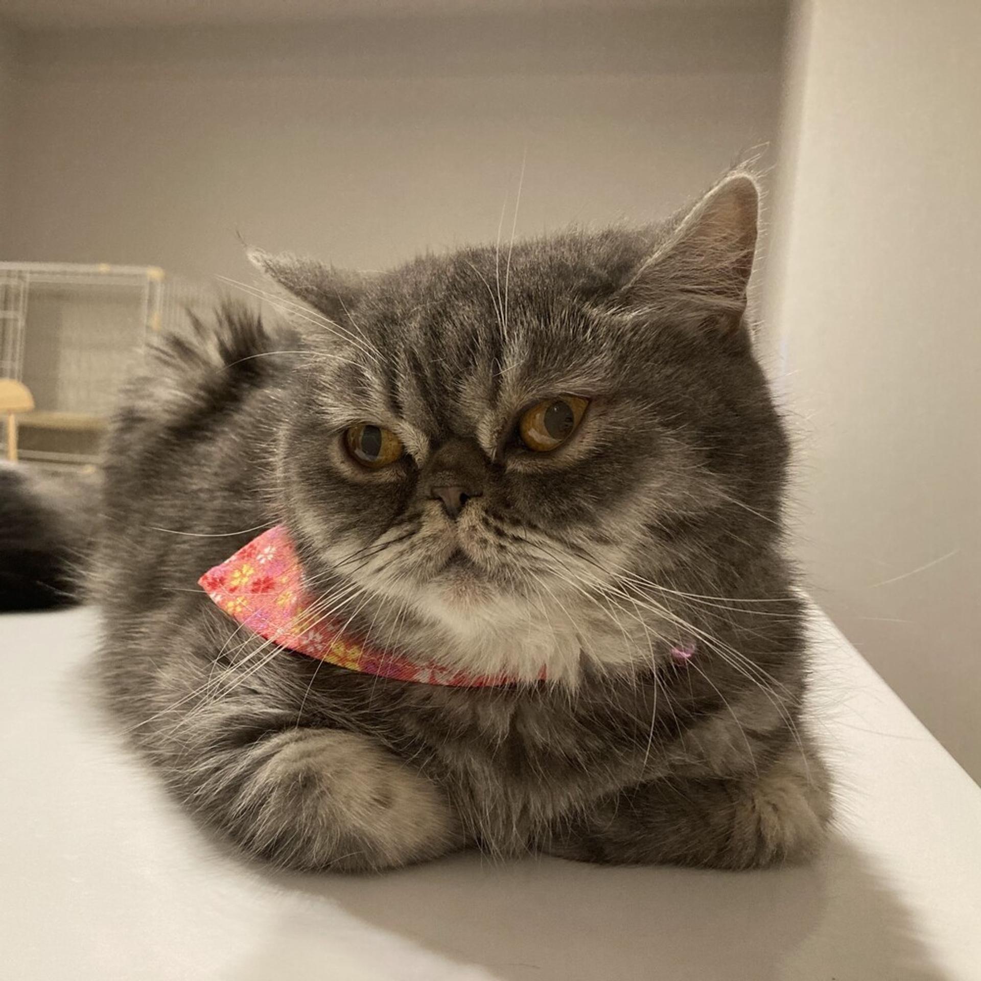 pet-image-7
