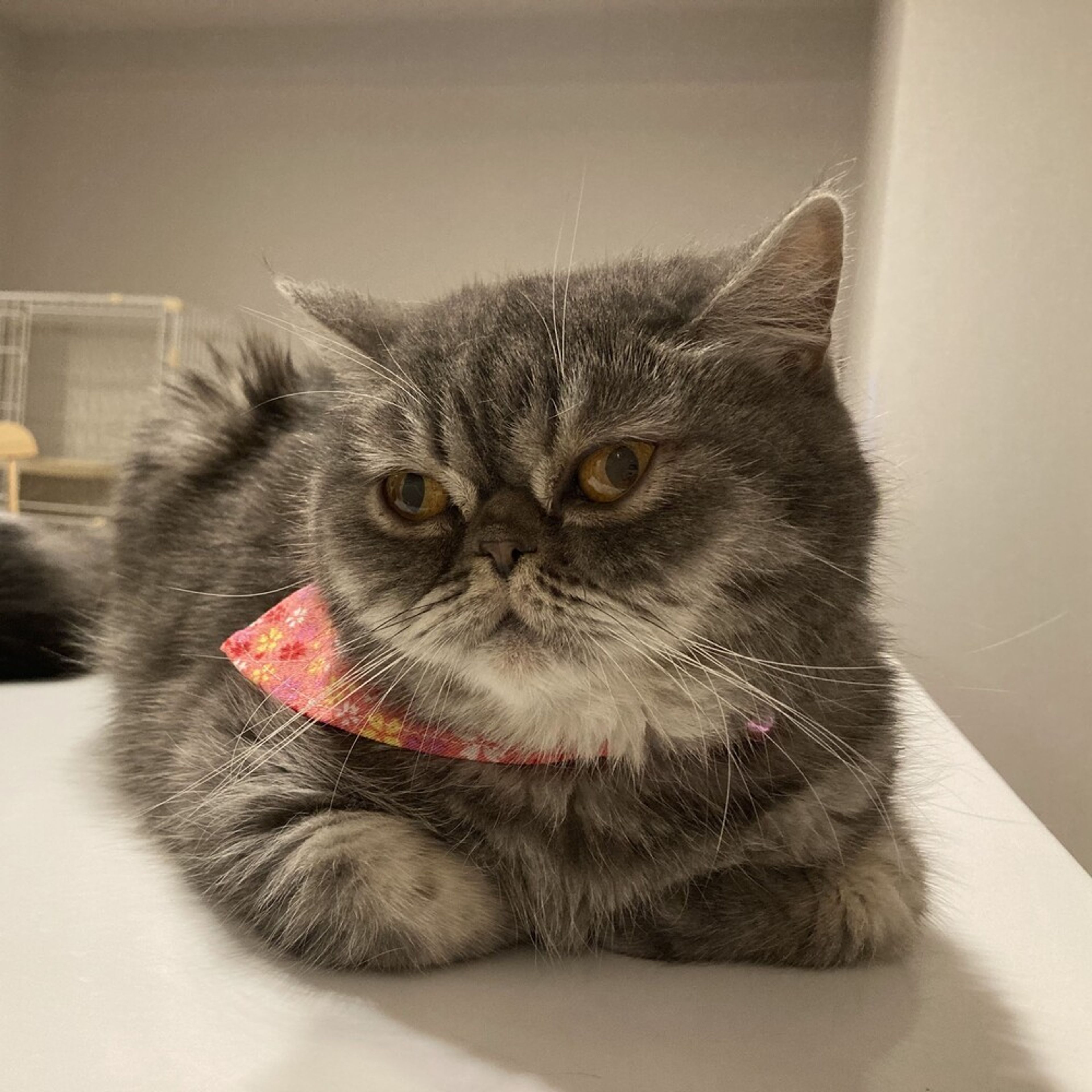 pet-image-7