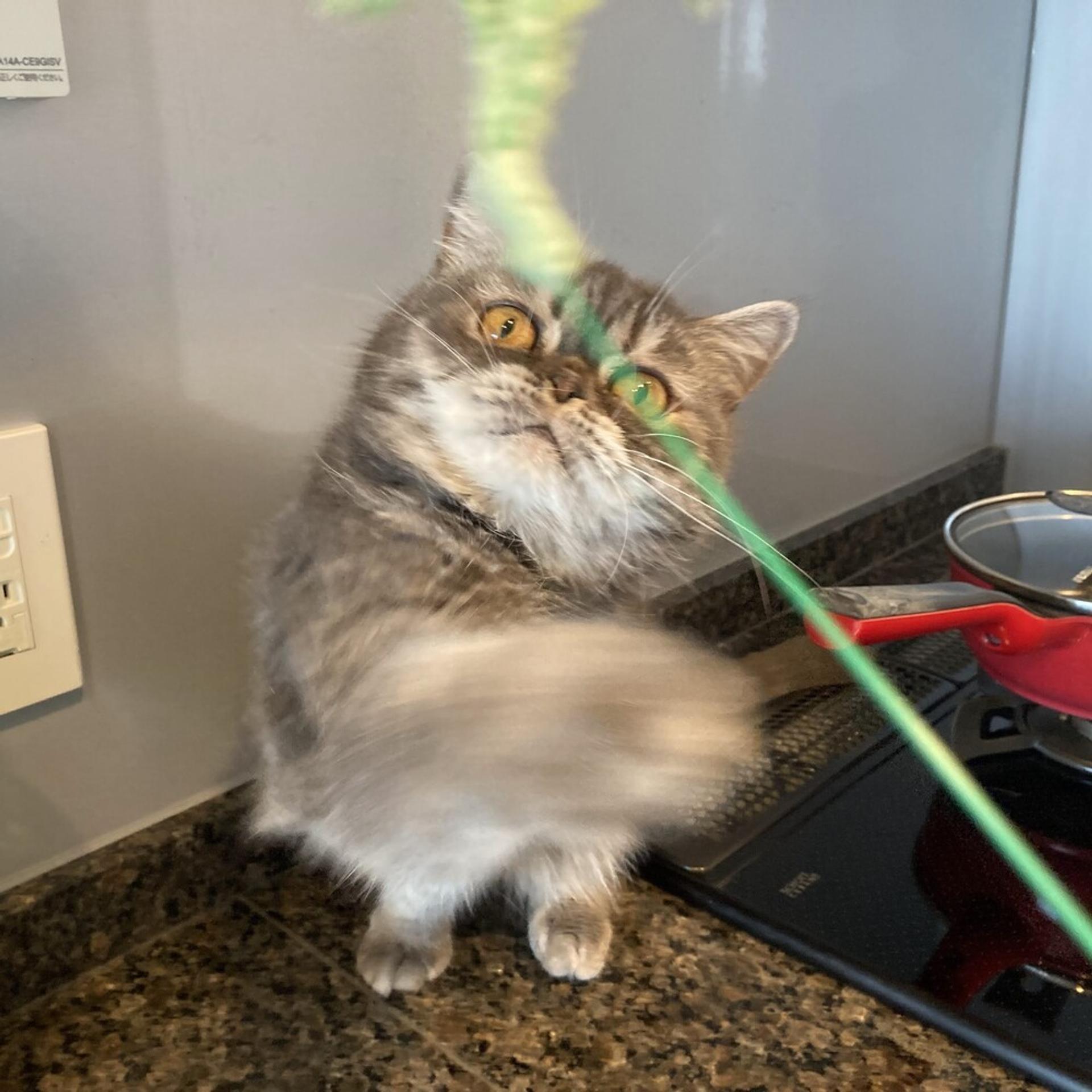pet-image-4
