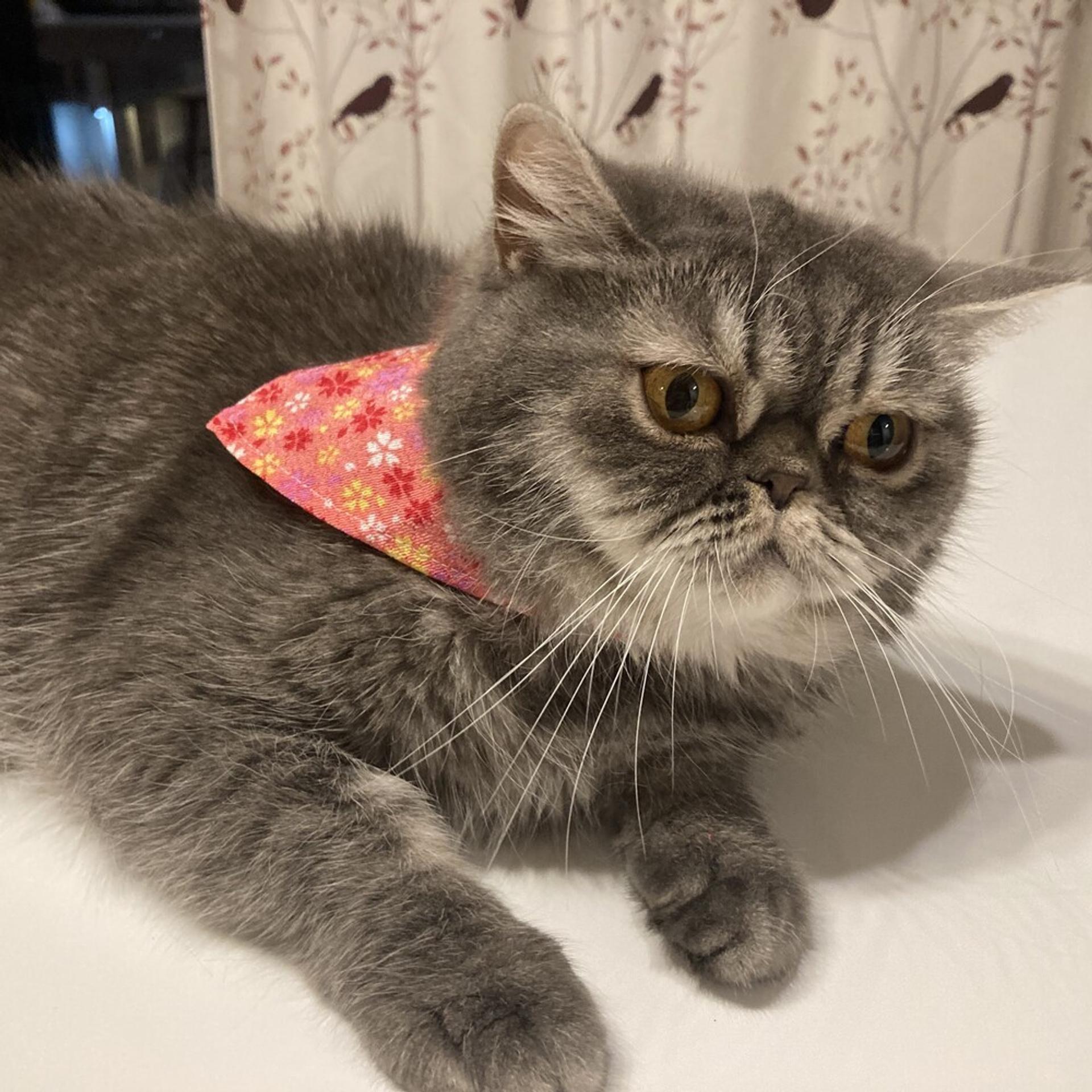 pet-image-6