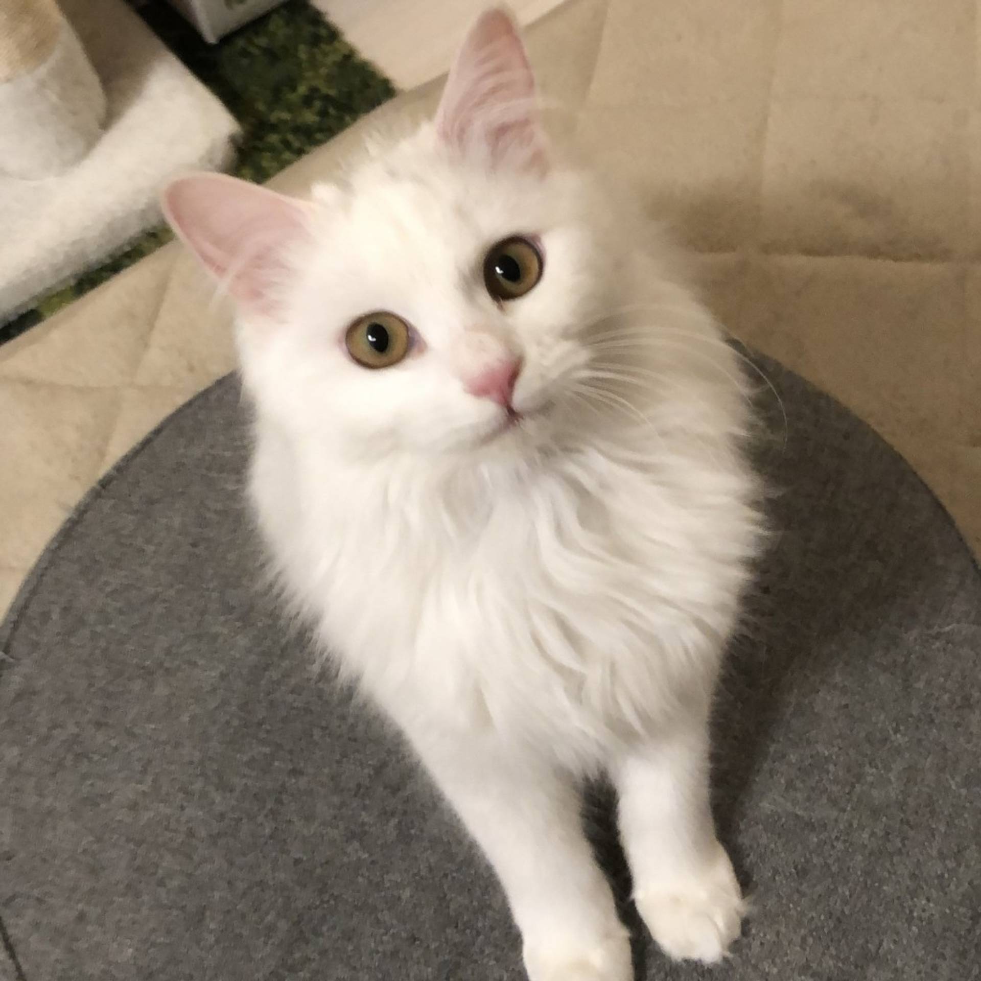 雑種（ミックス猫）・メスの里親募集の写真