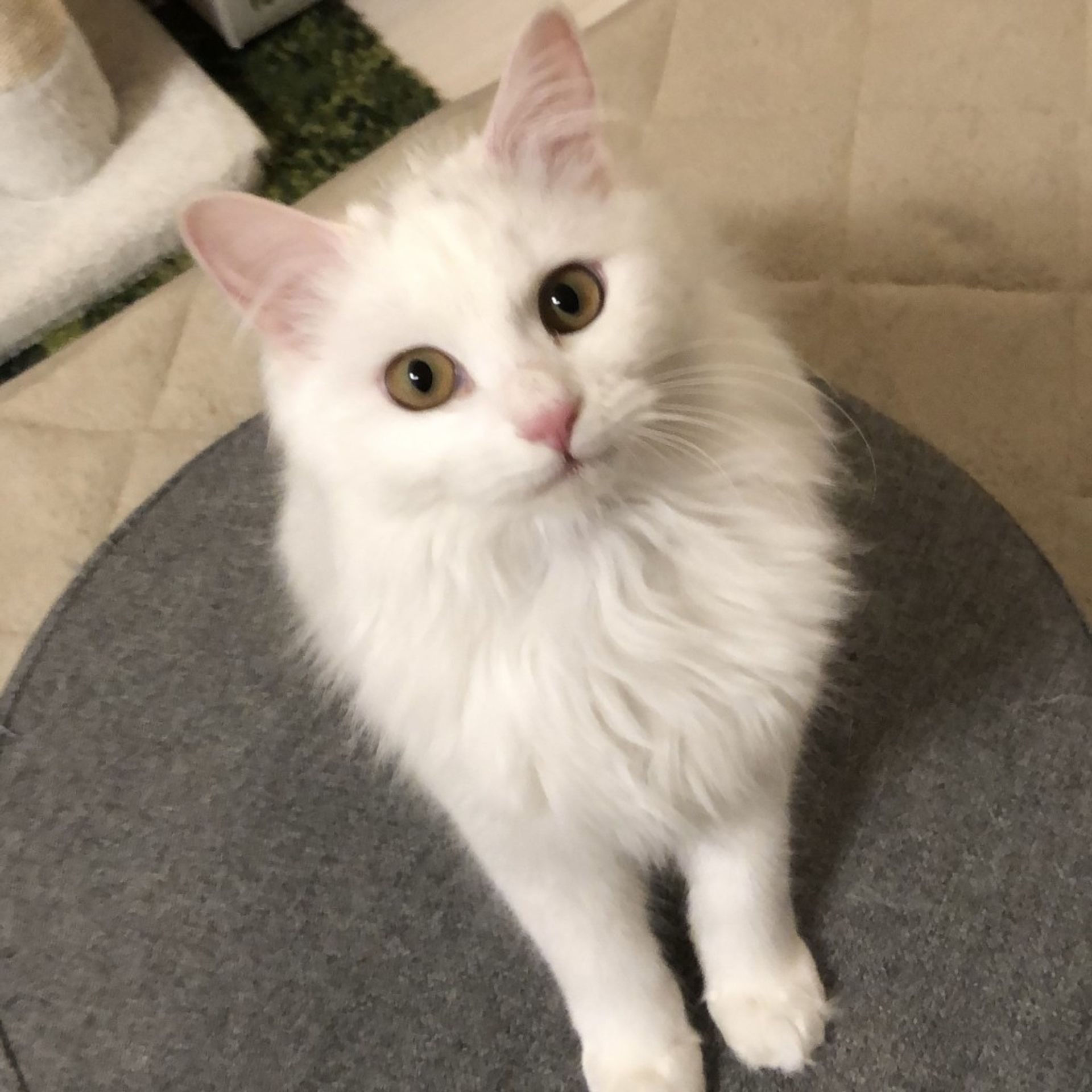 雑種（ミックス猫）・メスの里親募集の写真