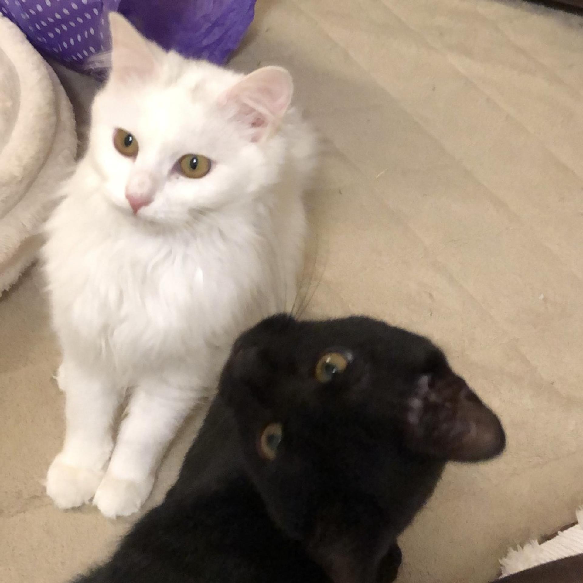 pet-image-6