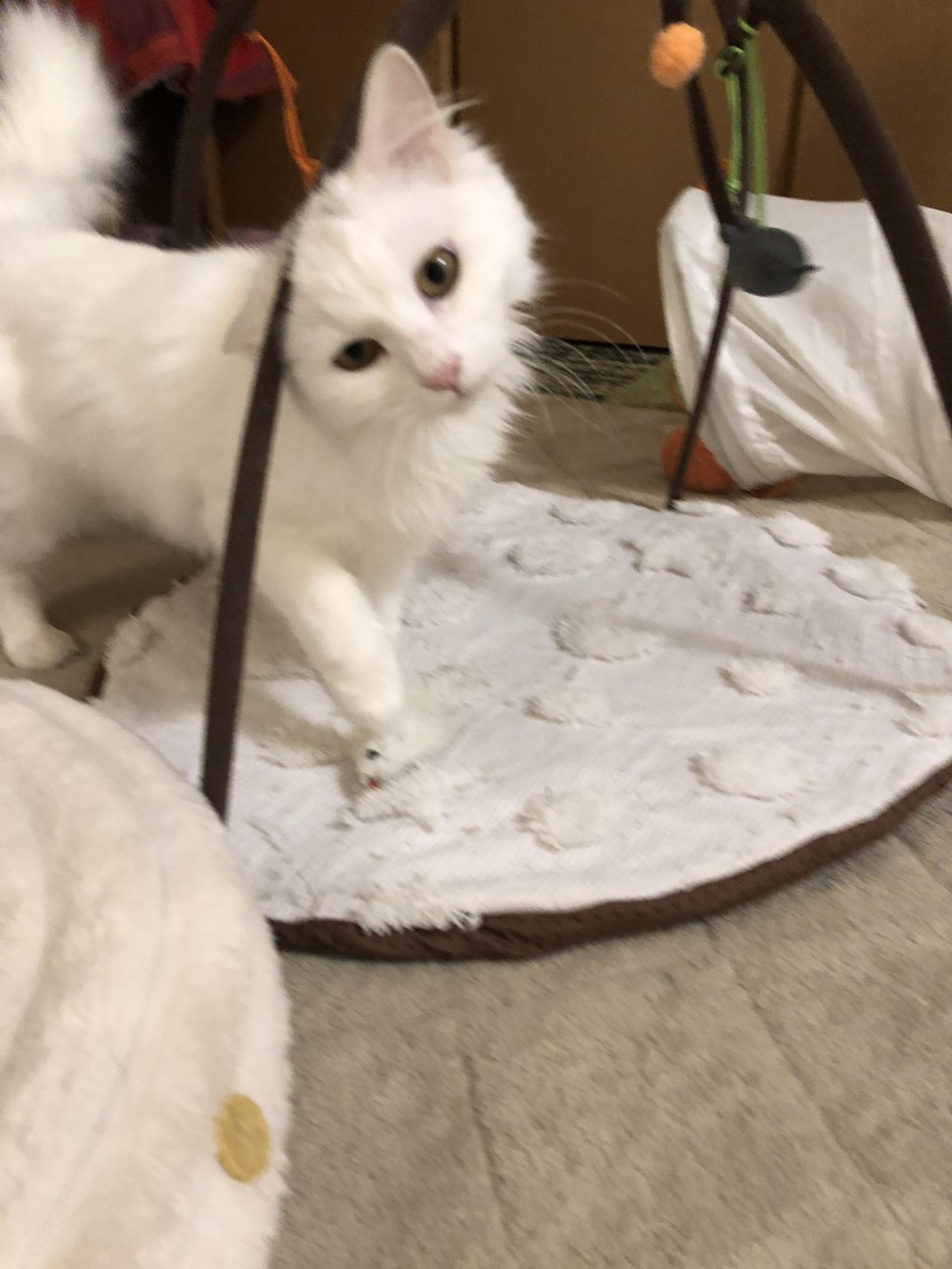 pet-image-8
