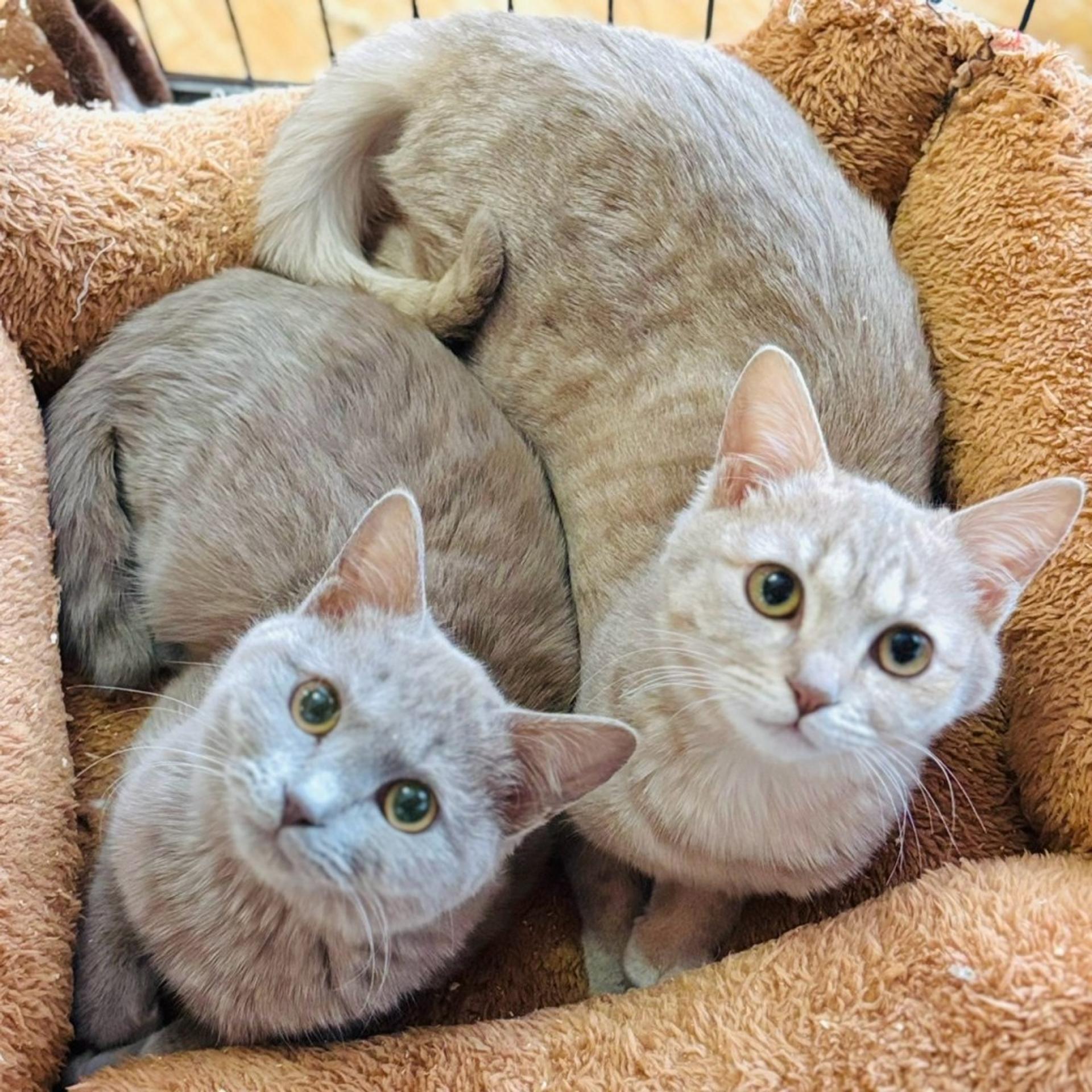 pet-image-4