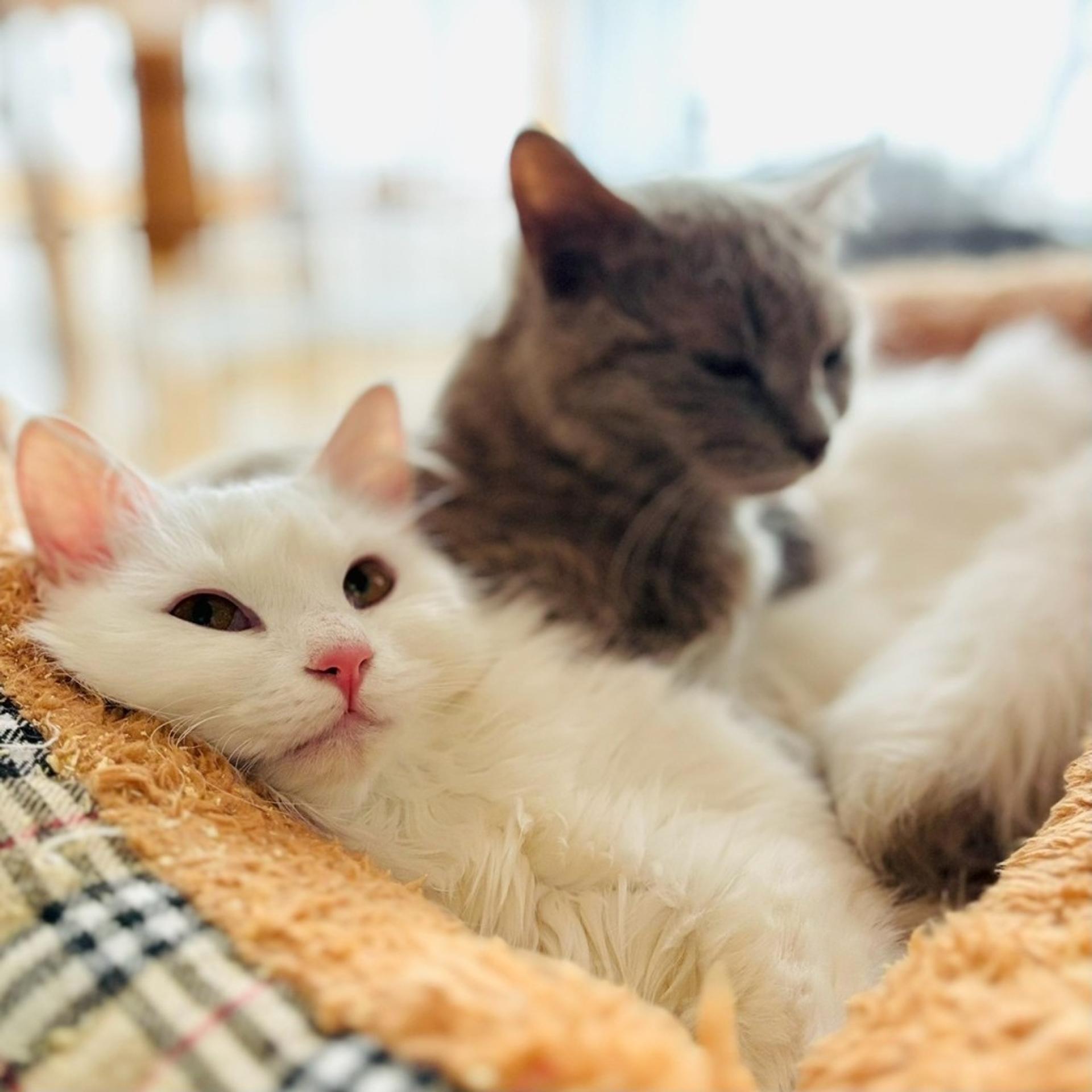pet-image-5