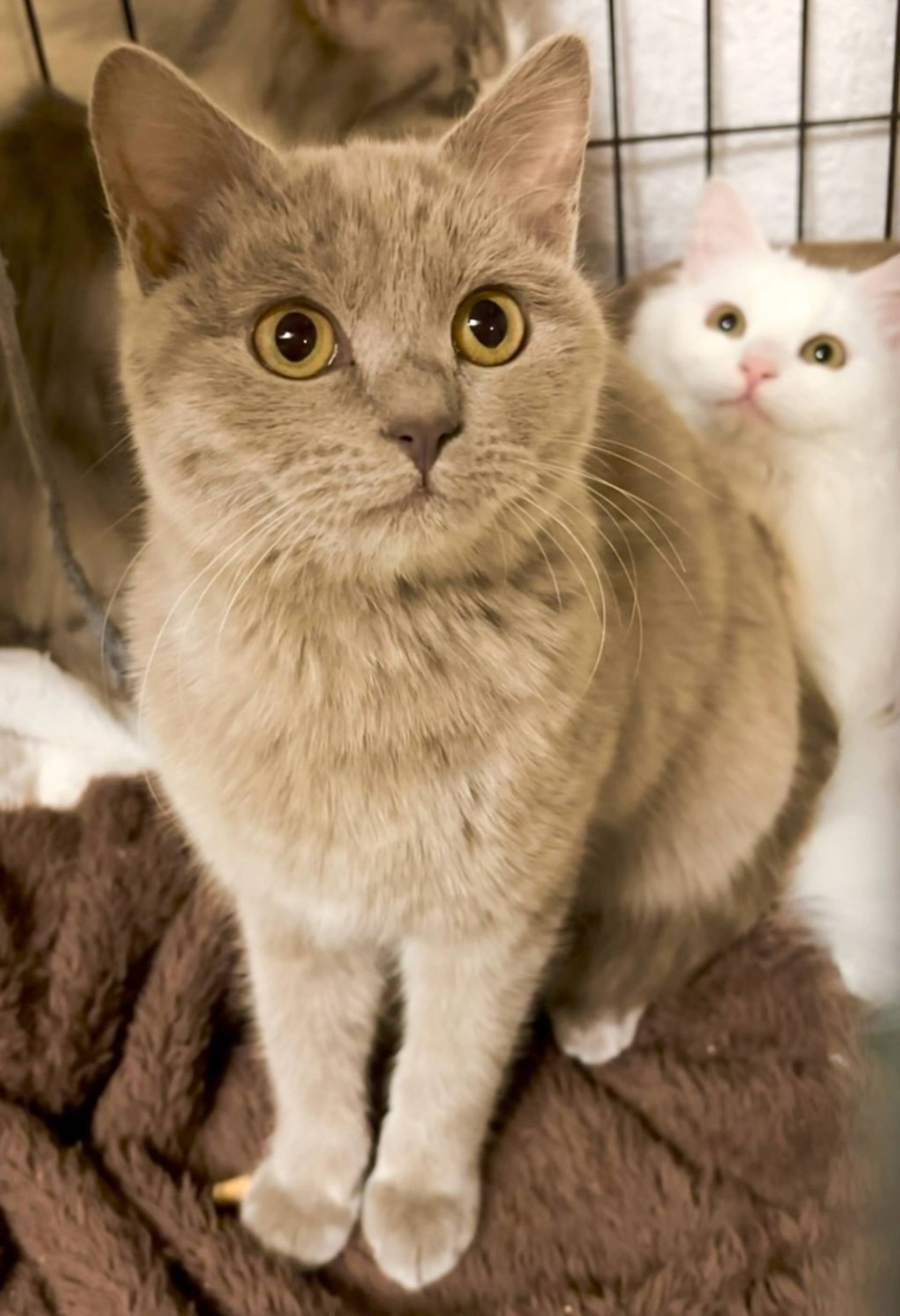 雑種（ミックス猫）・オスの里親募集の写真