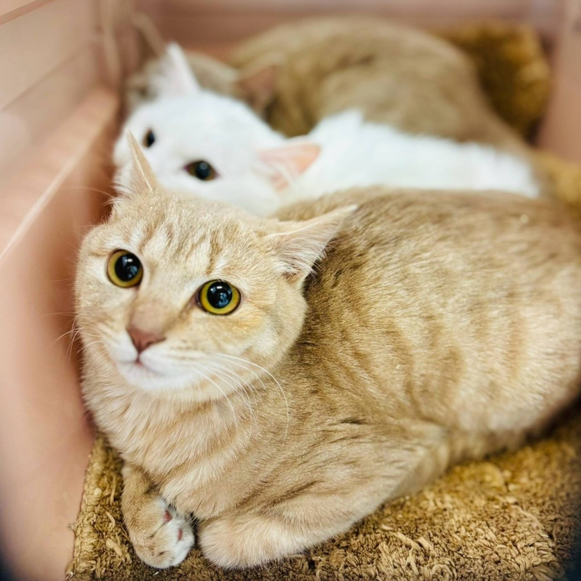 雑種（ミックス猫）・メスの里親募集の写真