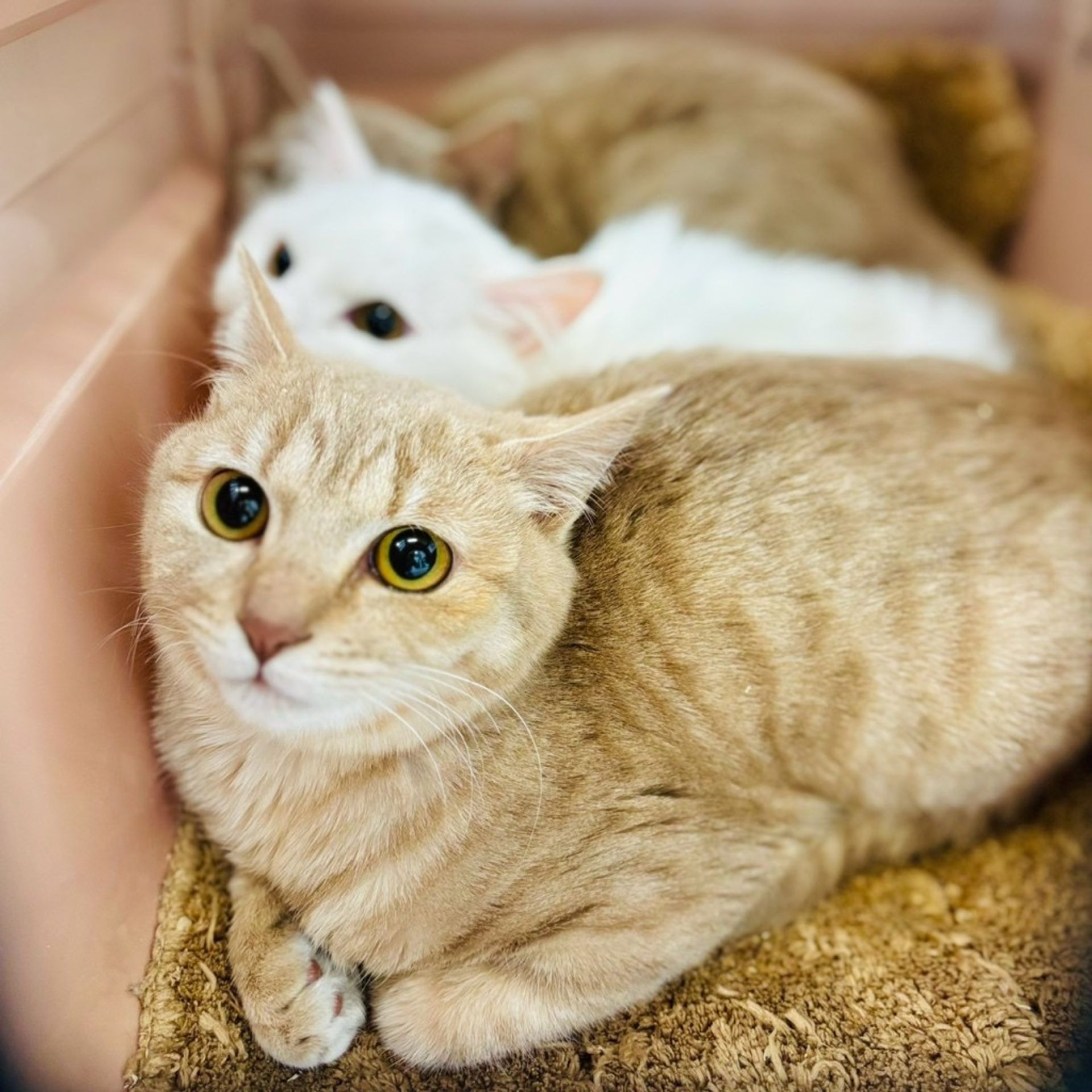 雑種（ミックス猫）・メスの里親募集の写真