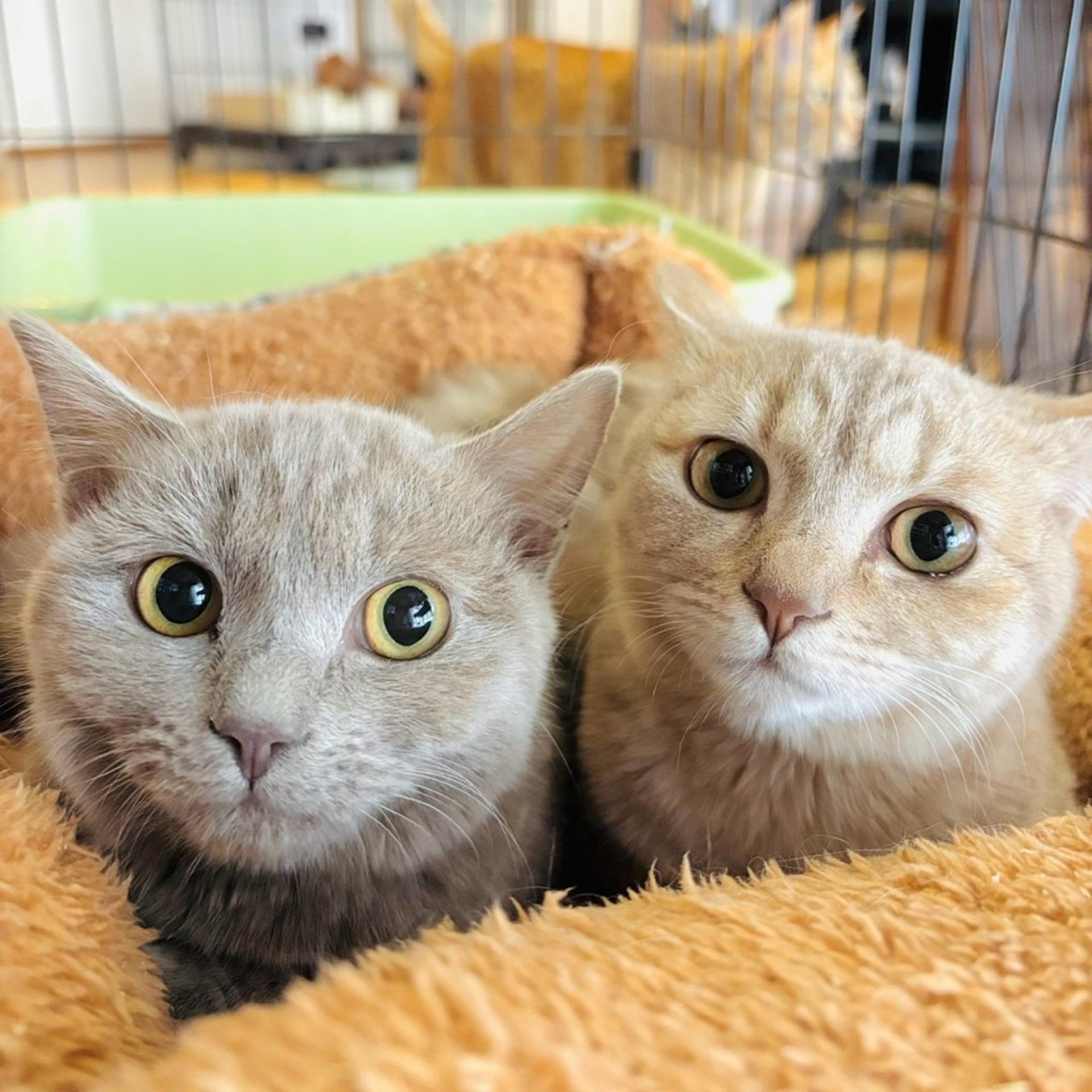 pet-image-4
