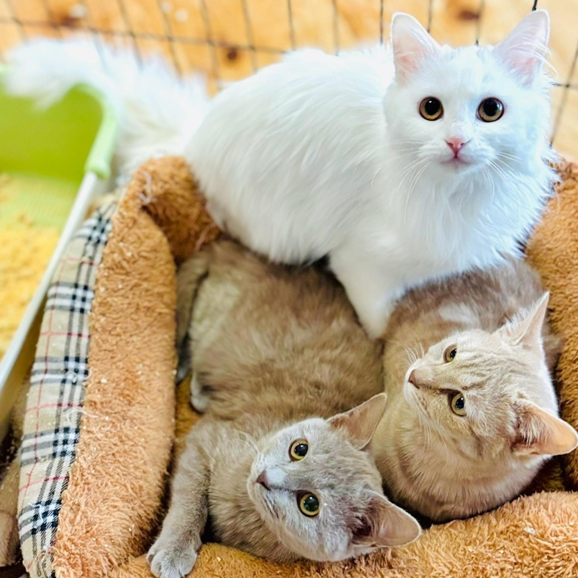 pet-image-5