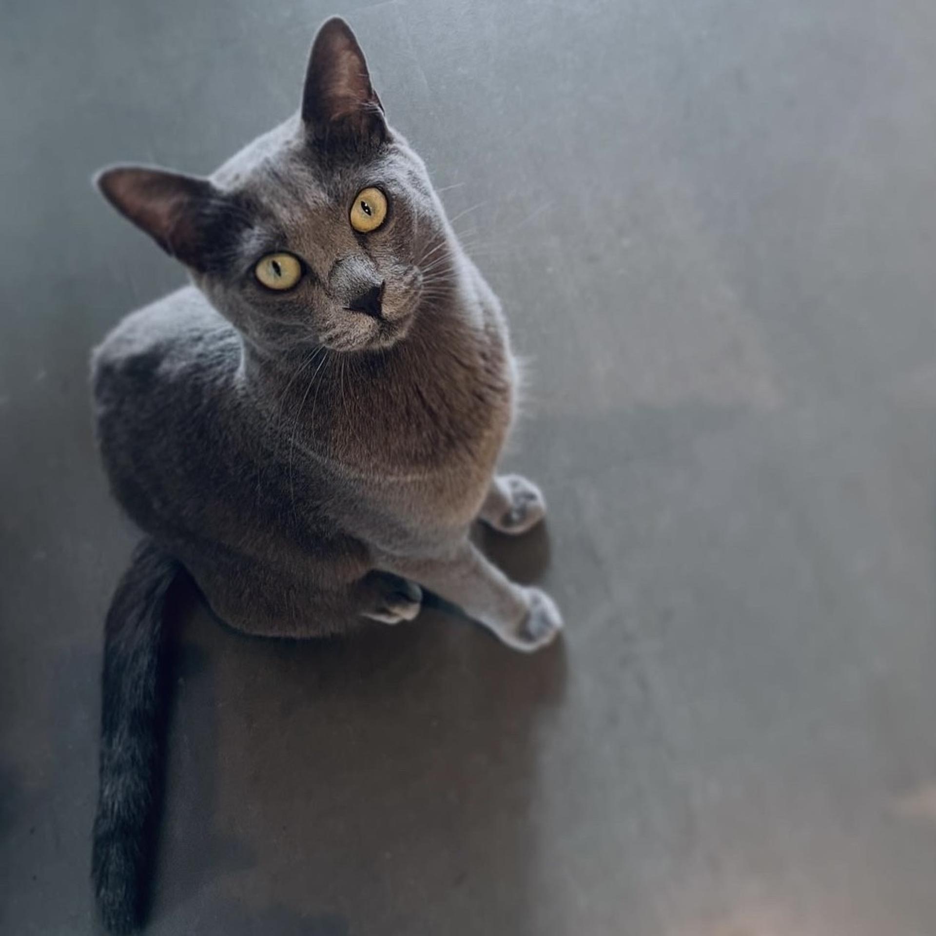 pet-image-6