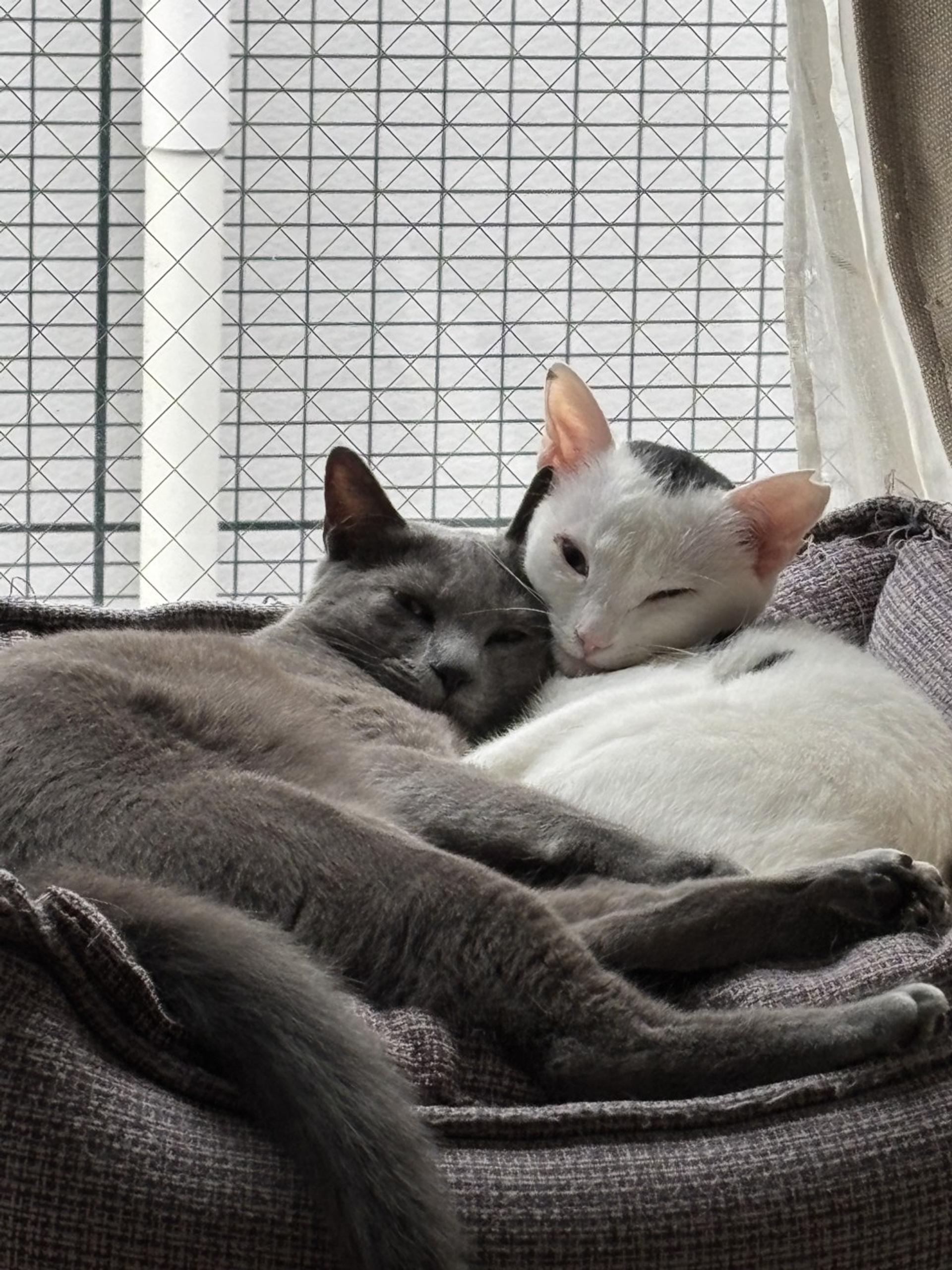 pet-image-7