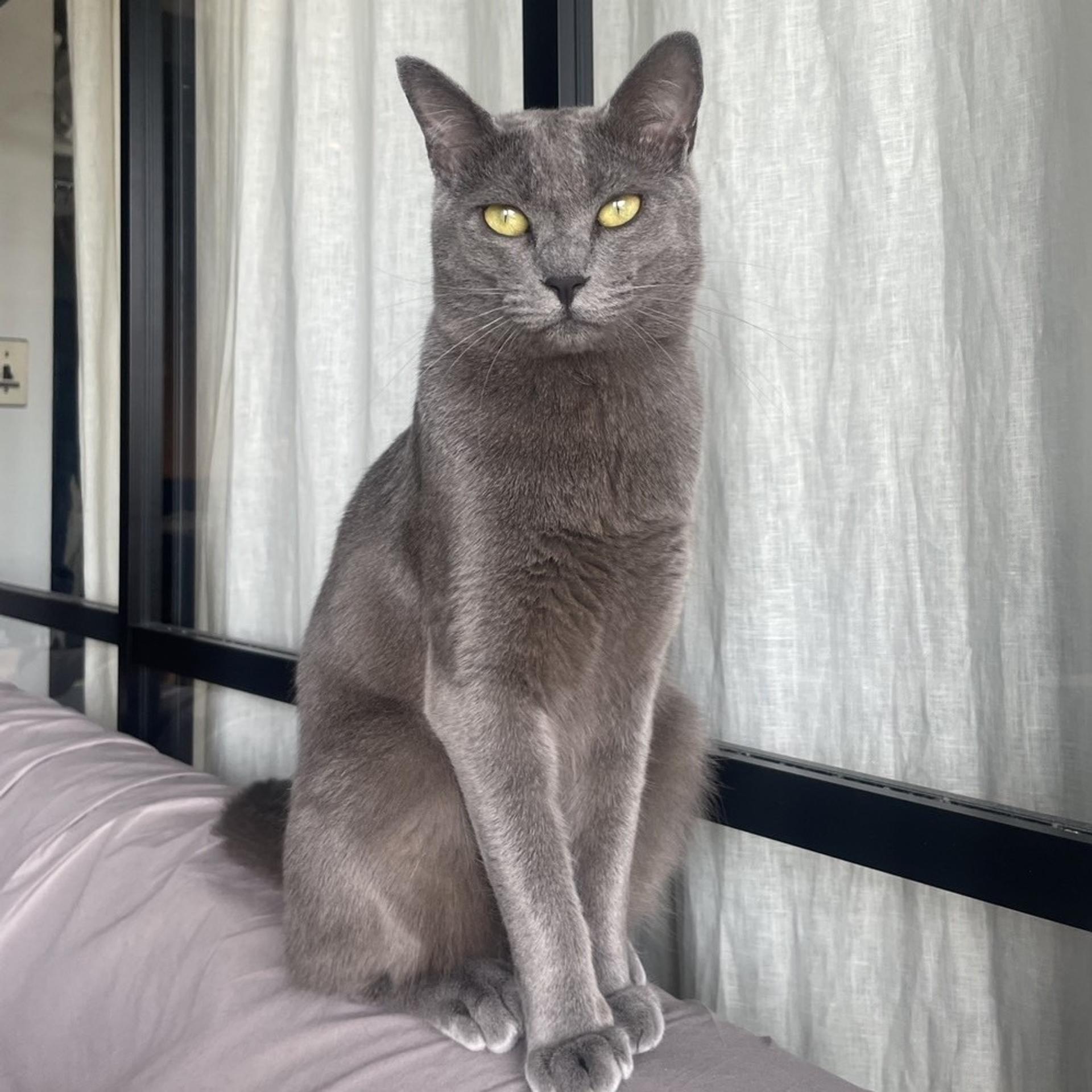 pet-image-8