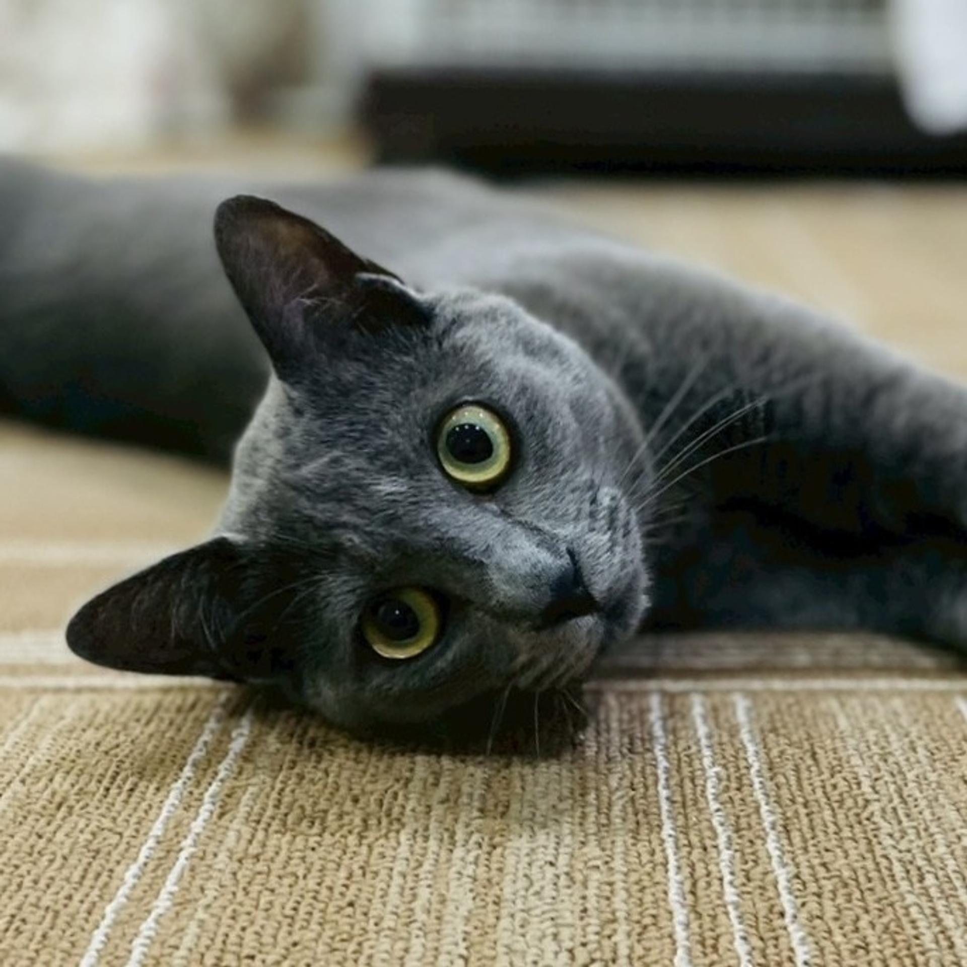 pet-image-9