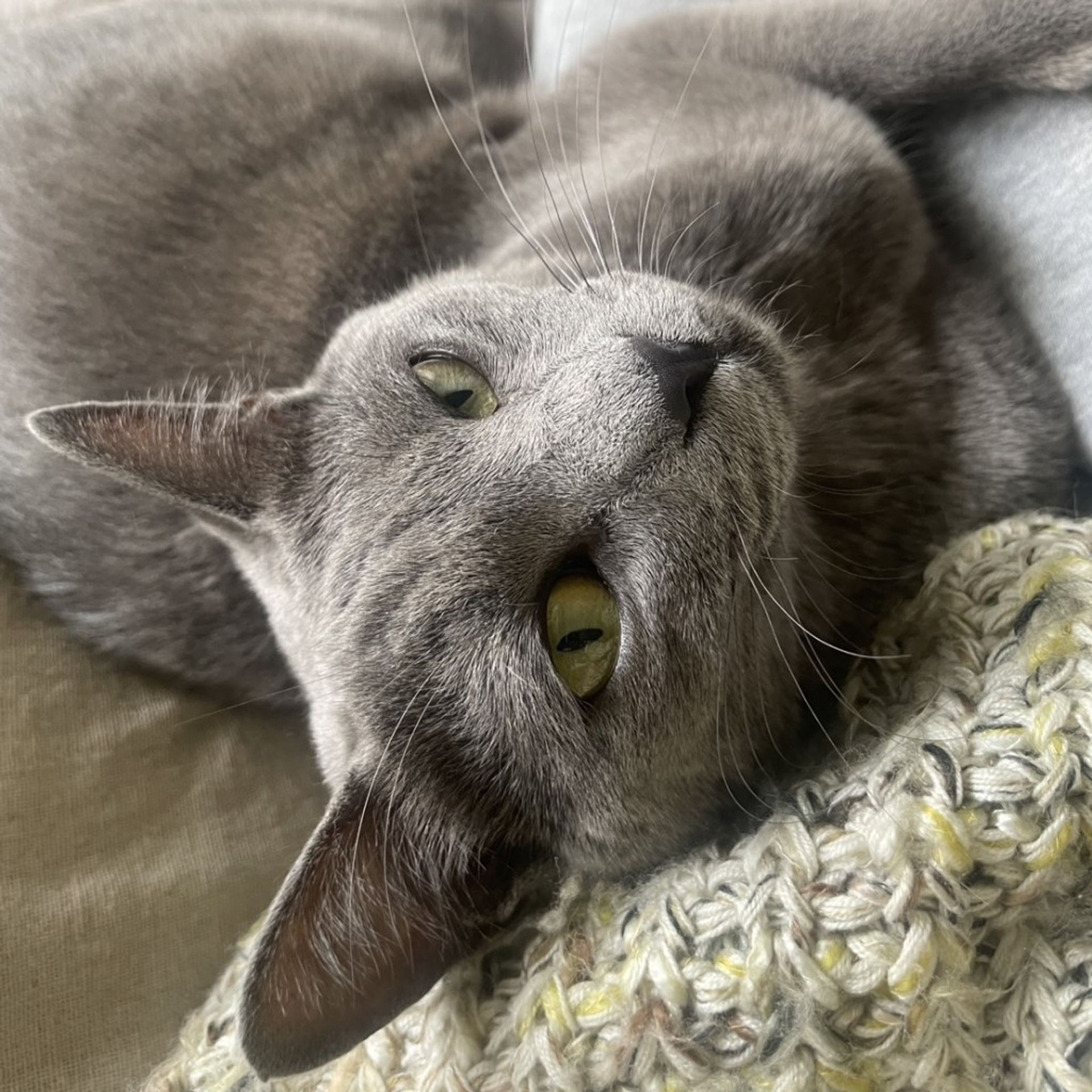 雑種（ミックス猫）・オスの里親募集の写真