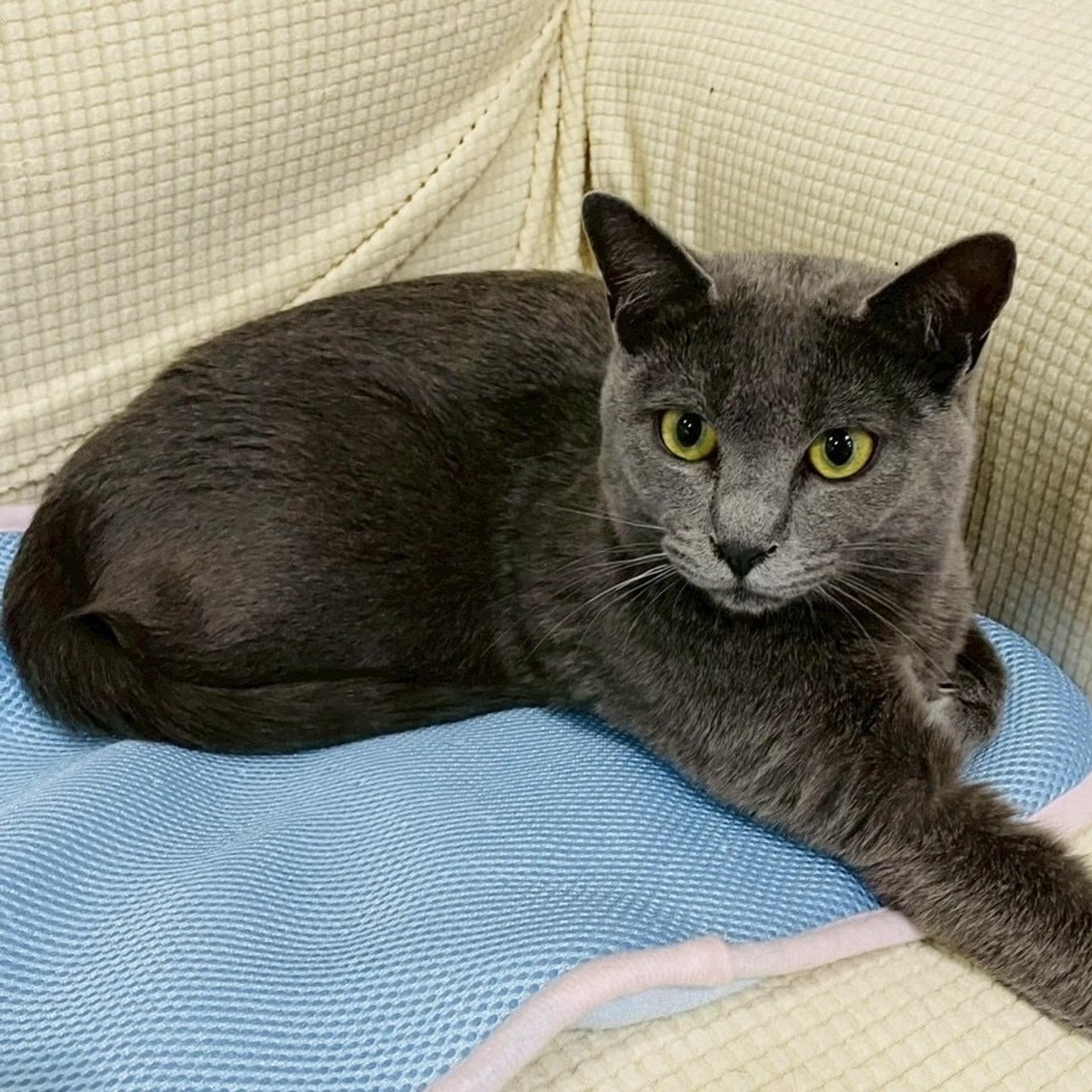 pet-image-2