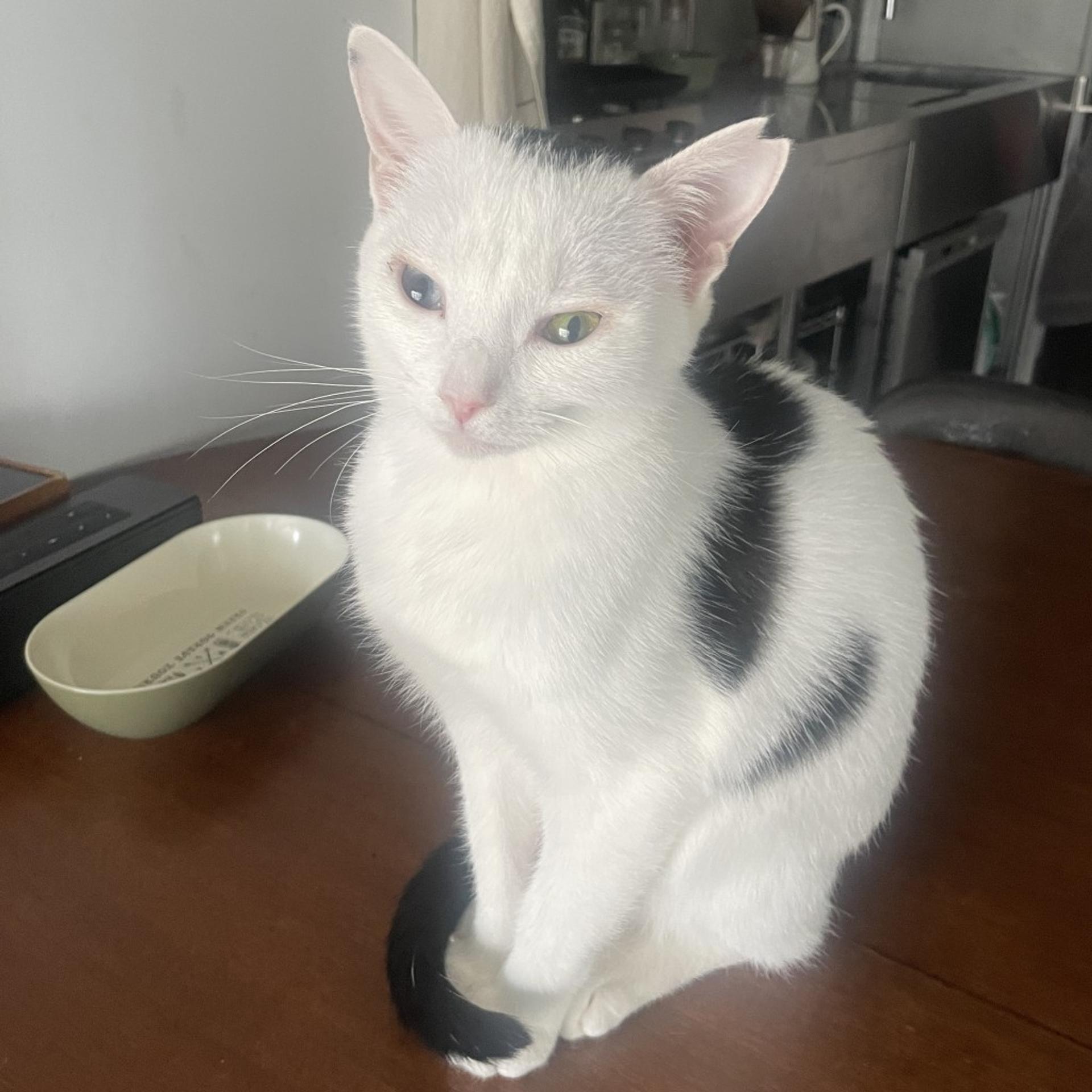 pet-image-2