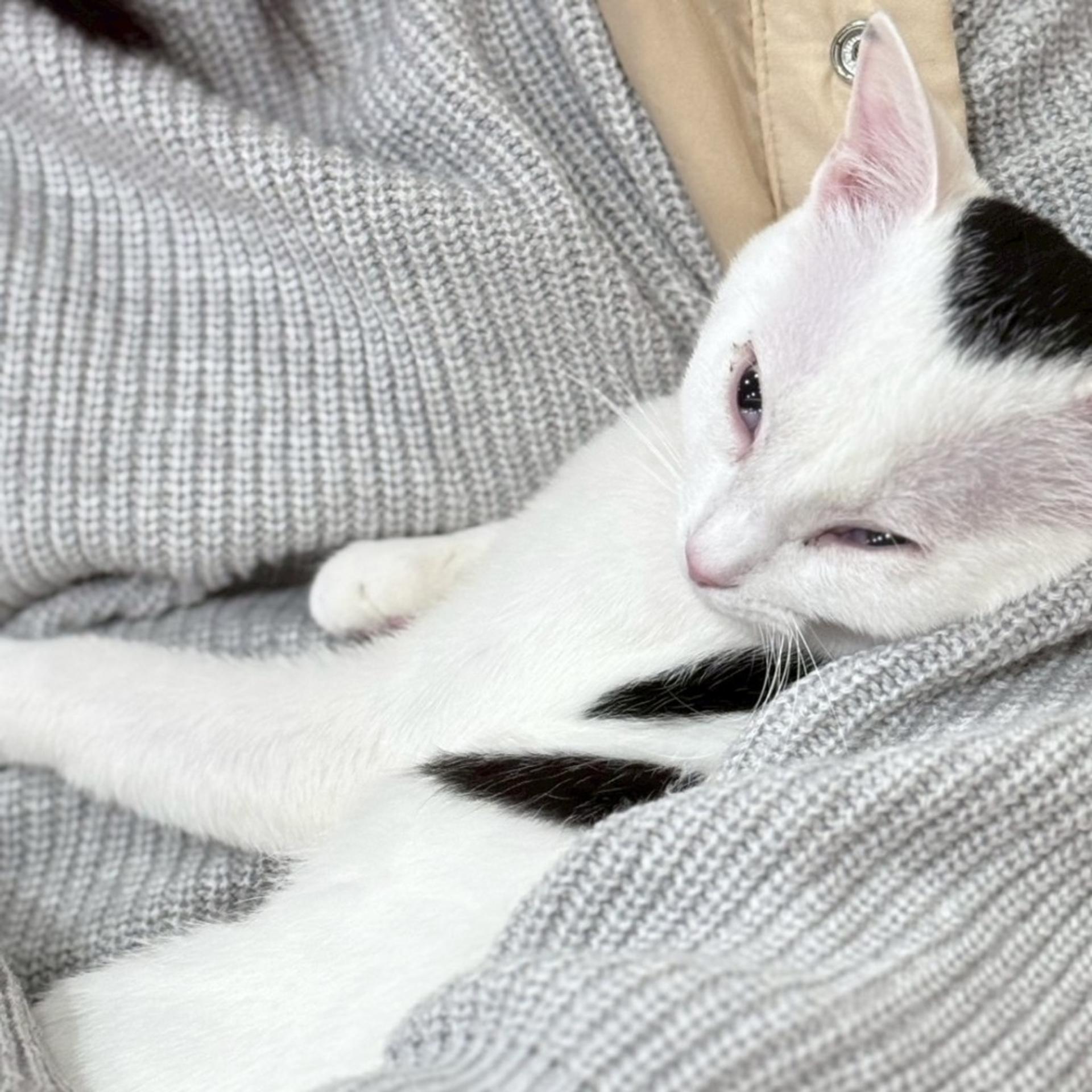 pet-image-3