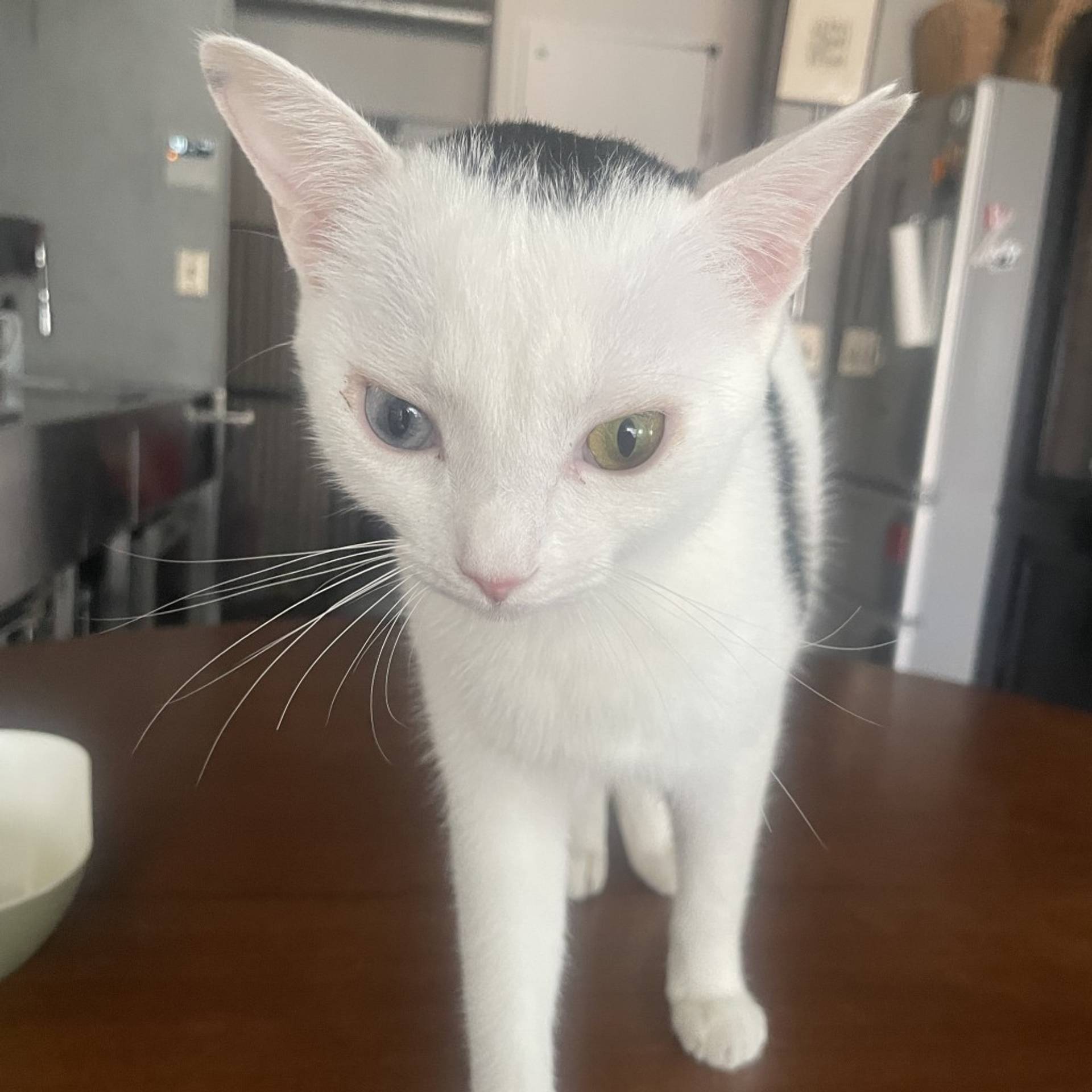 雑種（ミックス猫）・メスの里親募集の写真