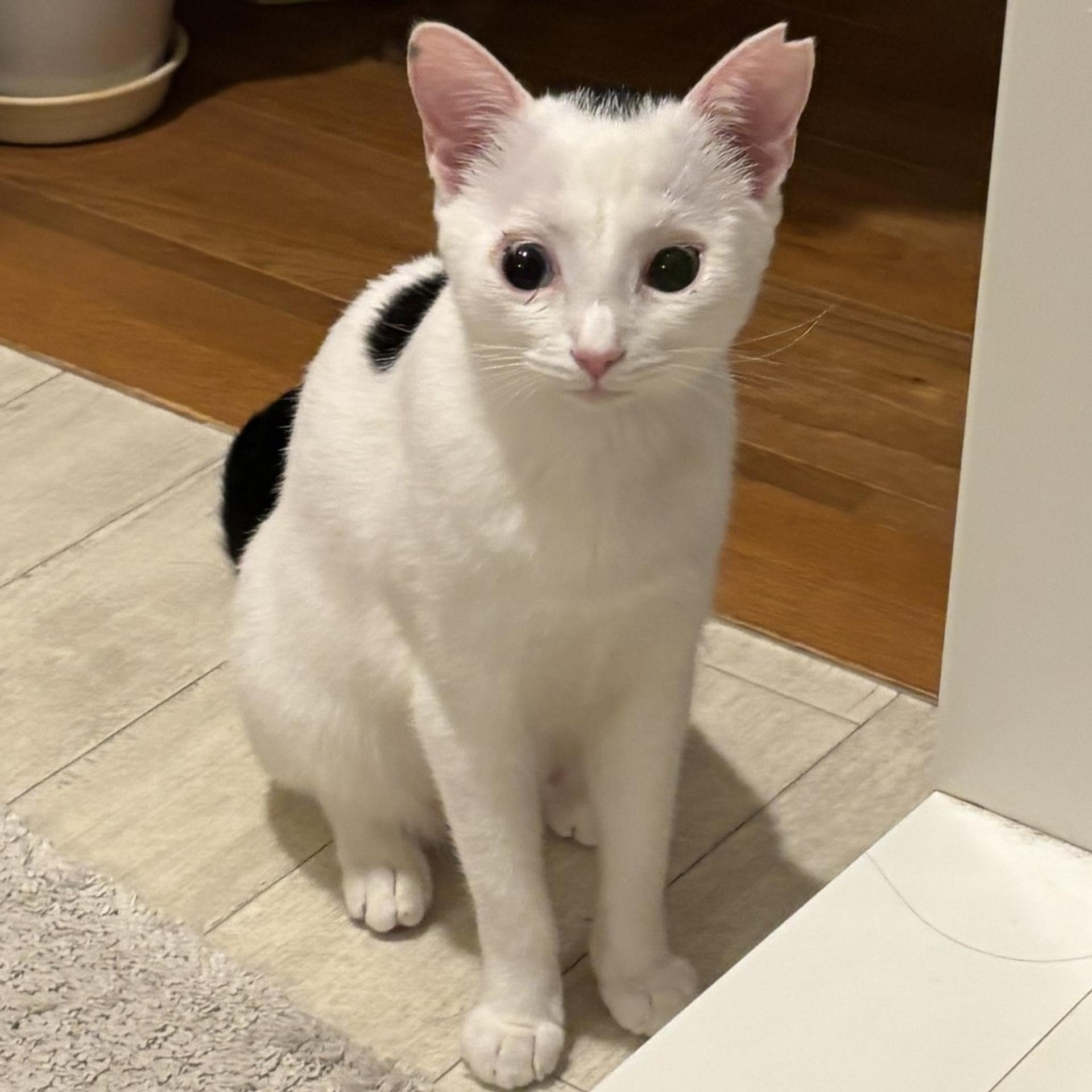 pet-image-8