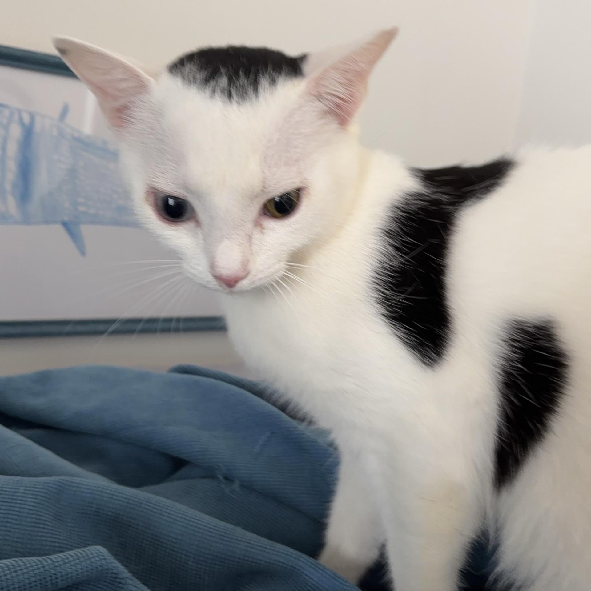 pet-image-7