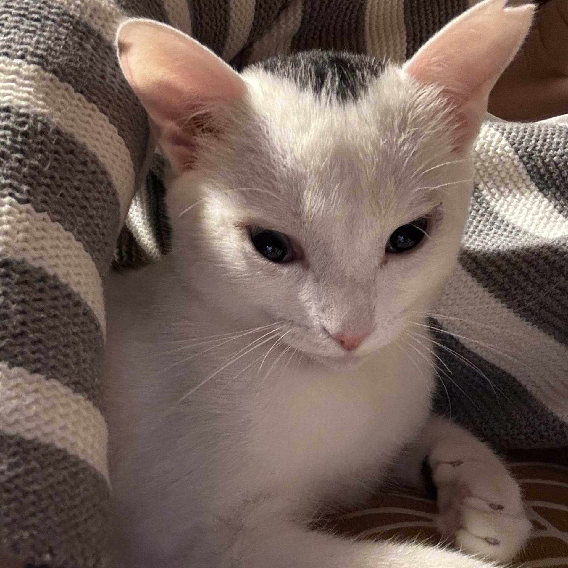 pet-image-6