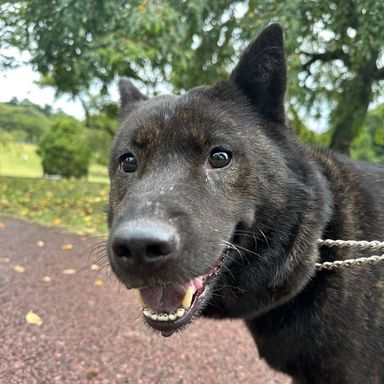 甲斐犬・メスの里親募集の写真