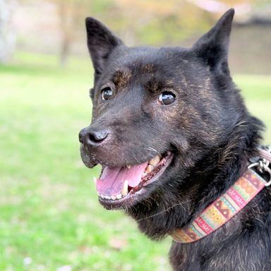 甲斐犬・メスの里親募集の写真