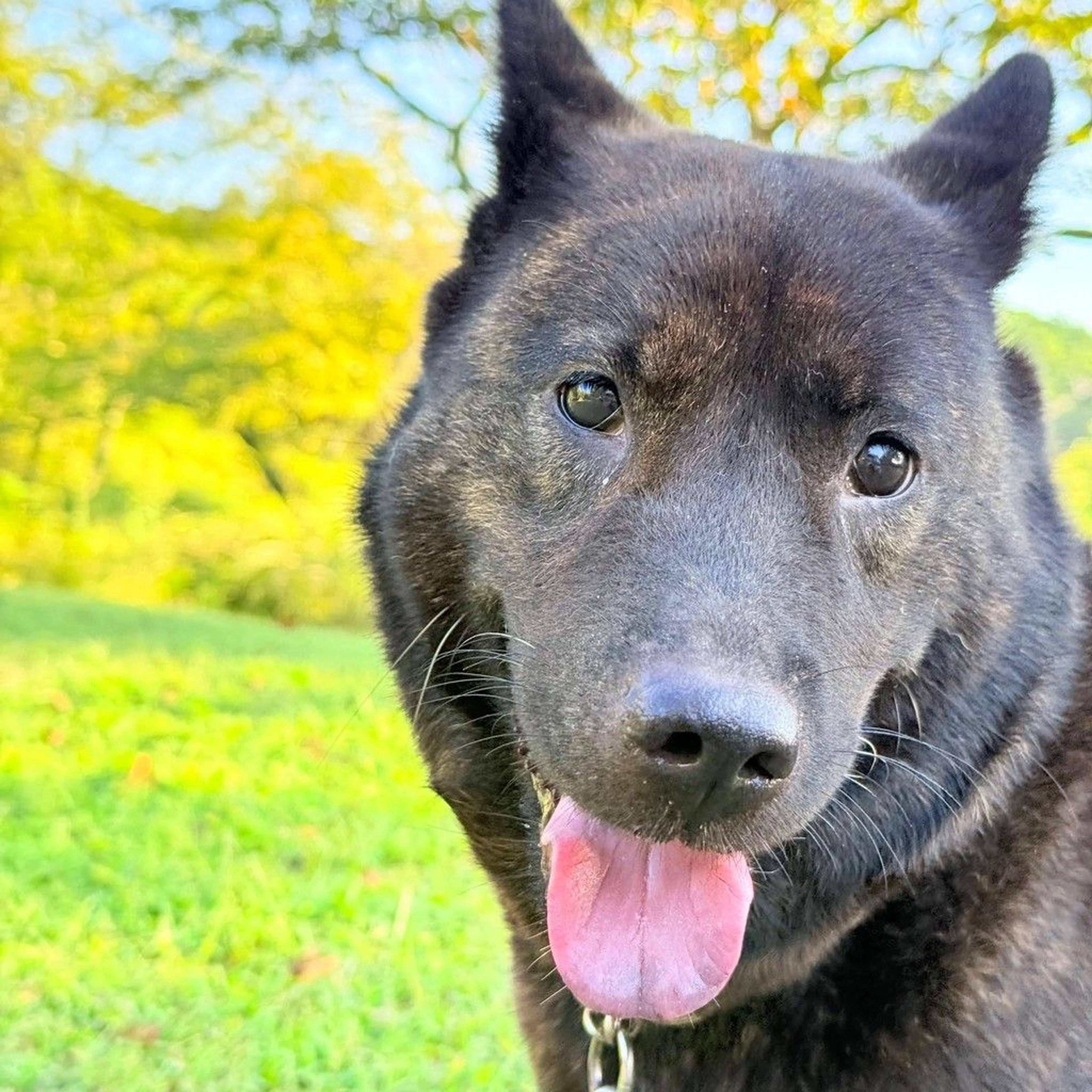 pet-image-5