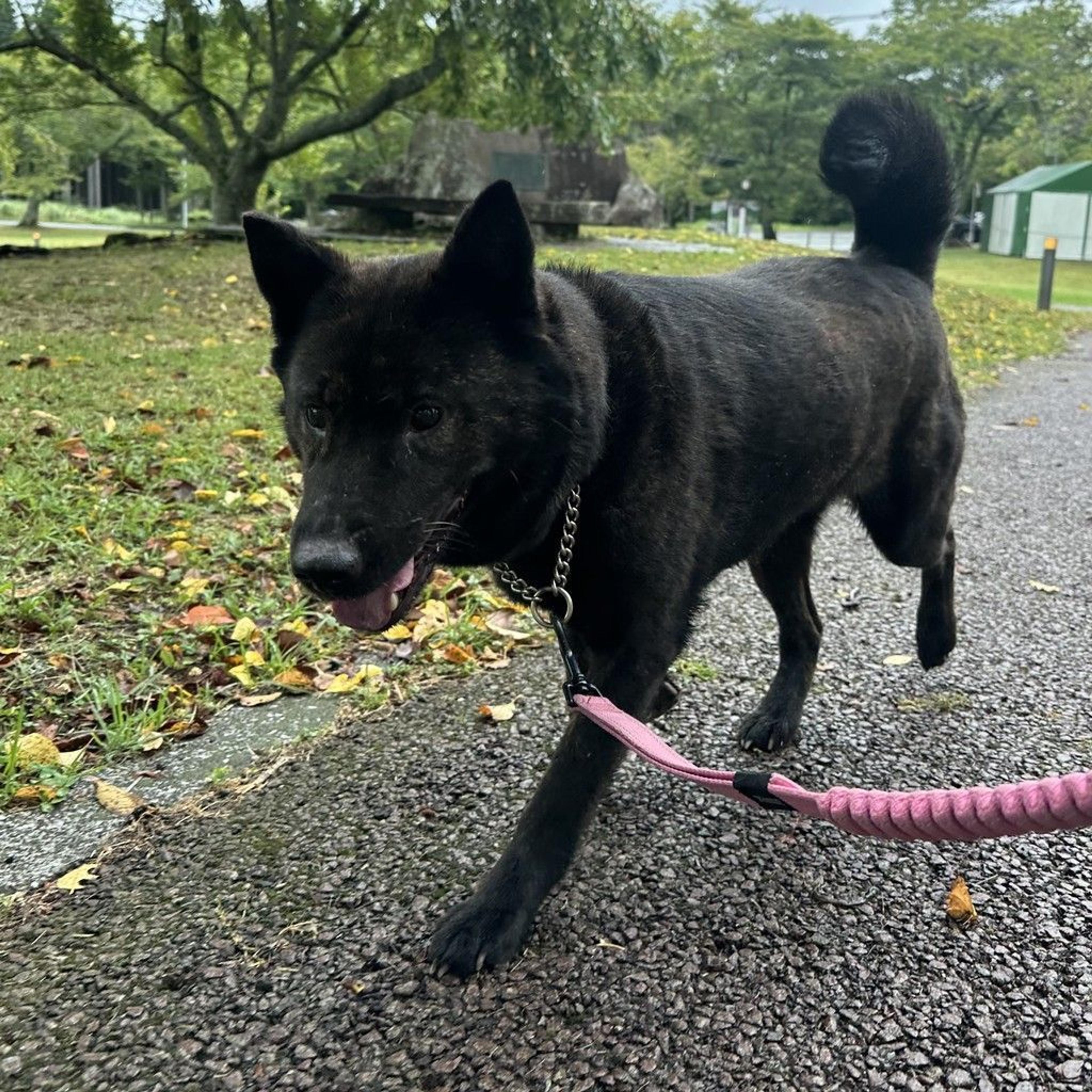 pet-image-9