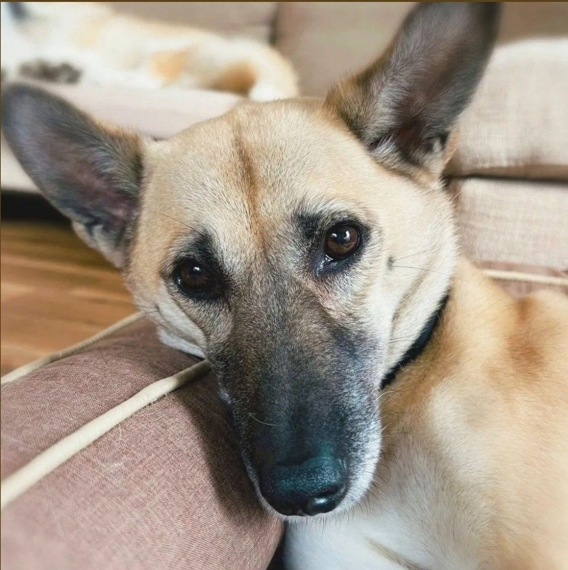 雑種（ミックス犬）・メスの里親募集の写真