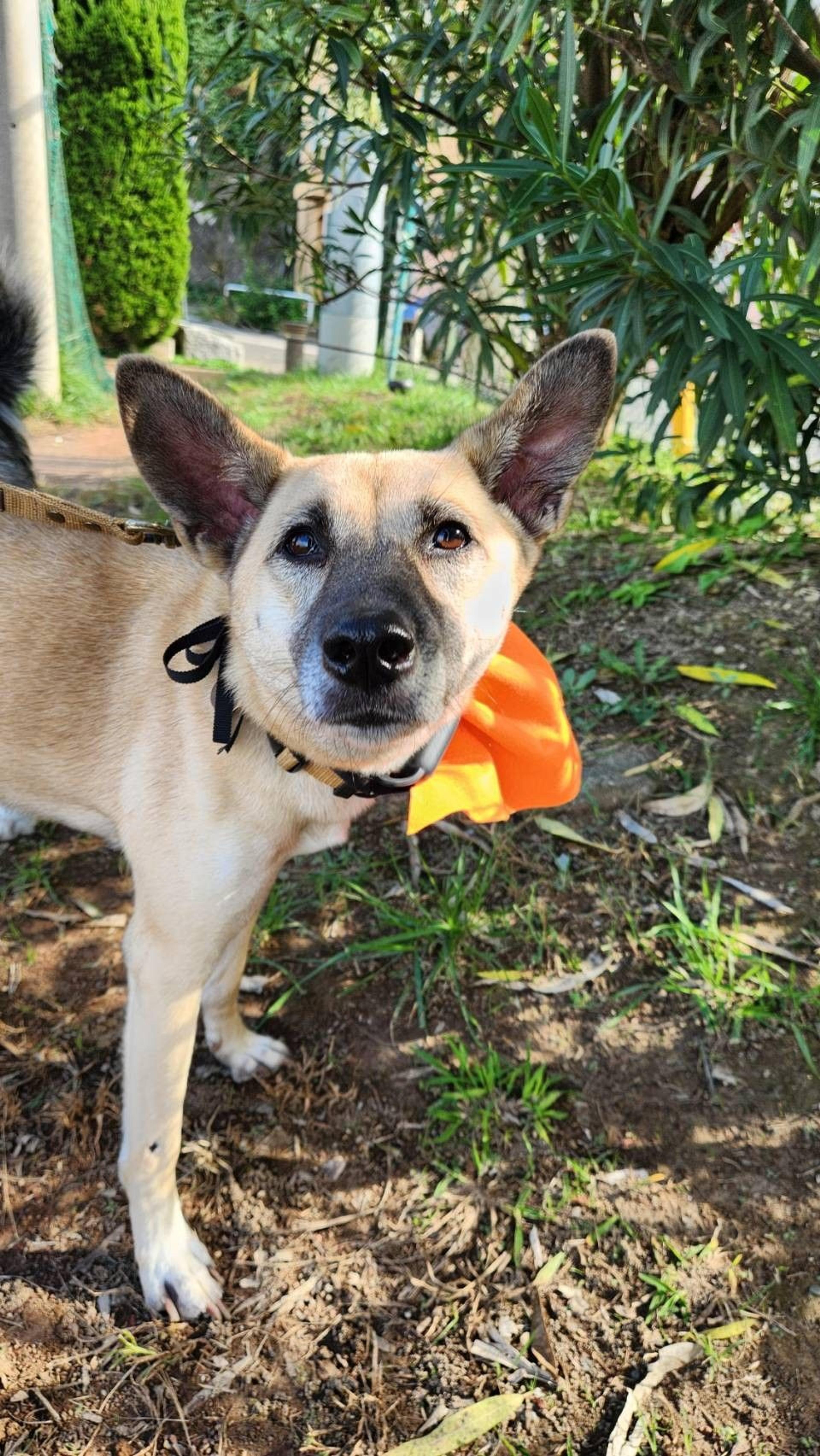 pet-image-3