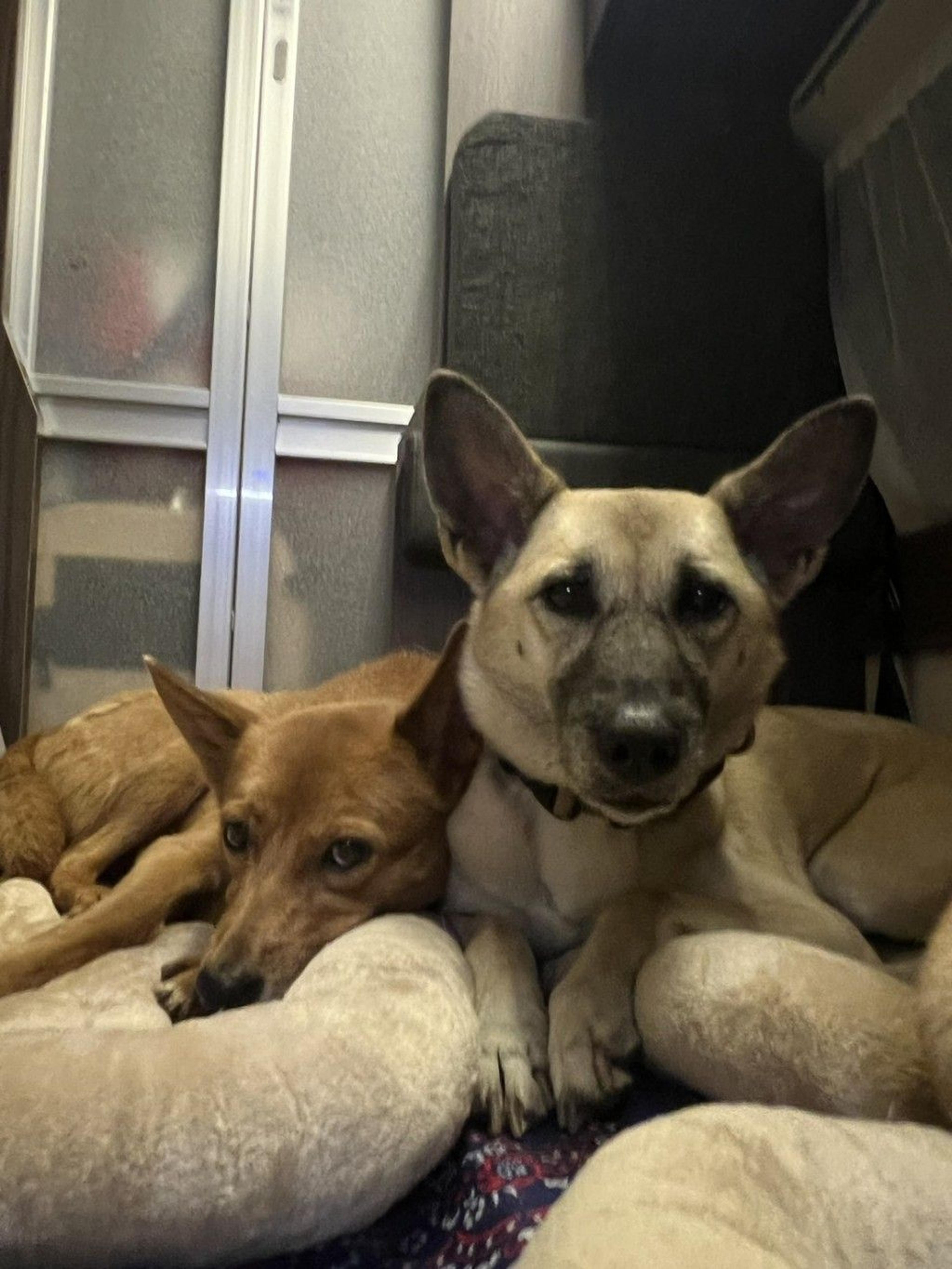 pet-image-4