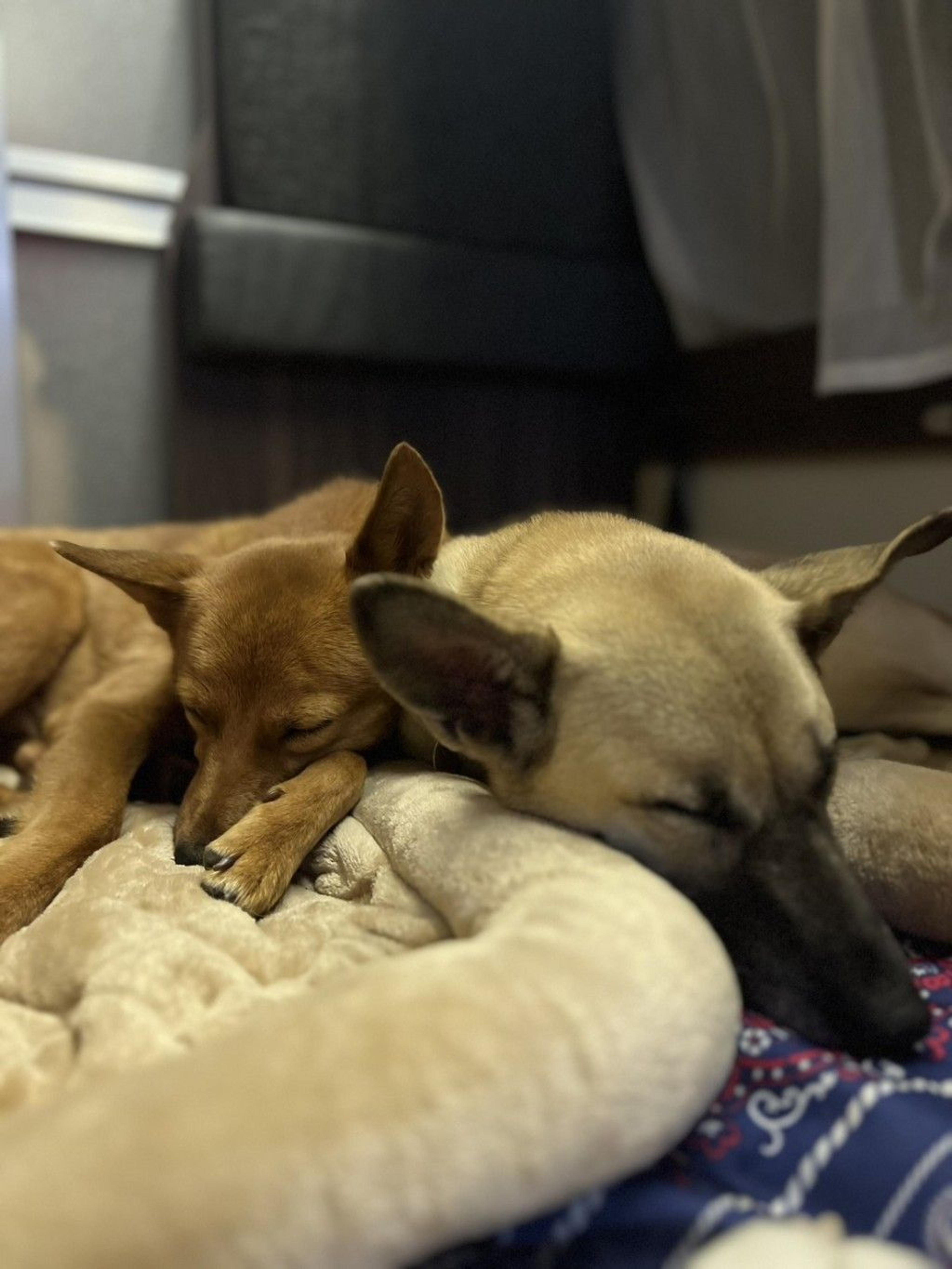 pet-image-5