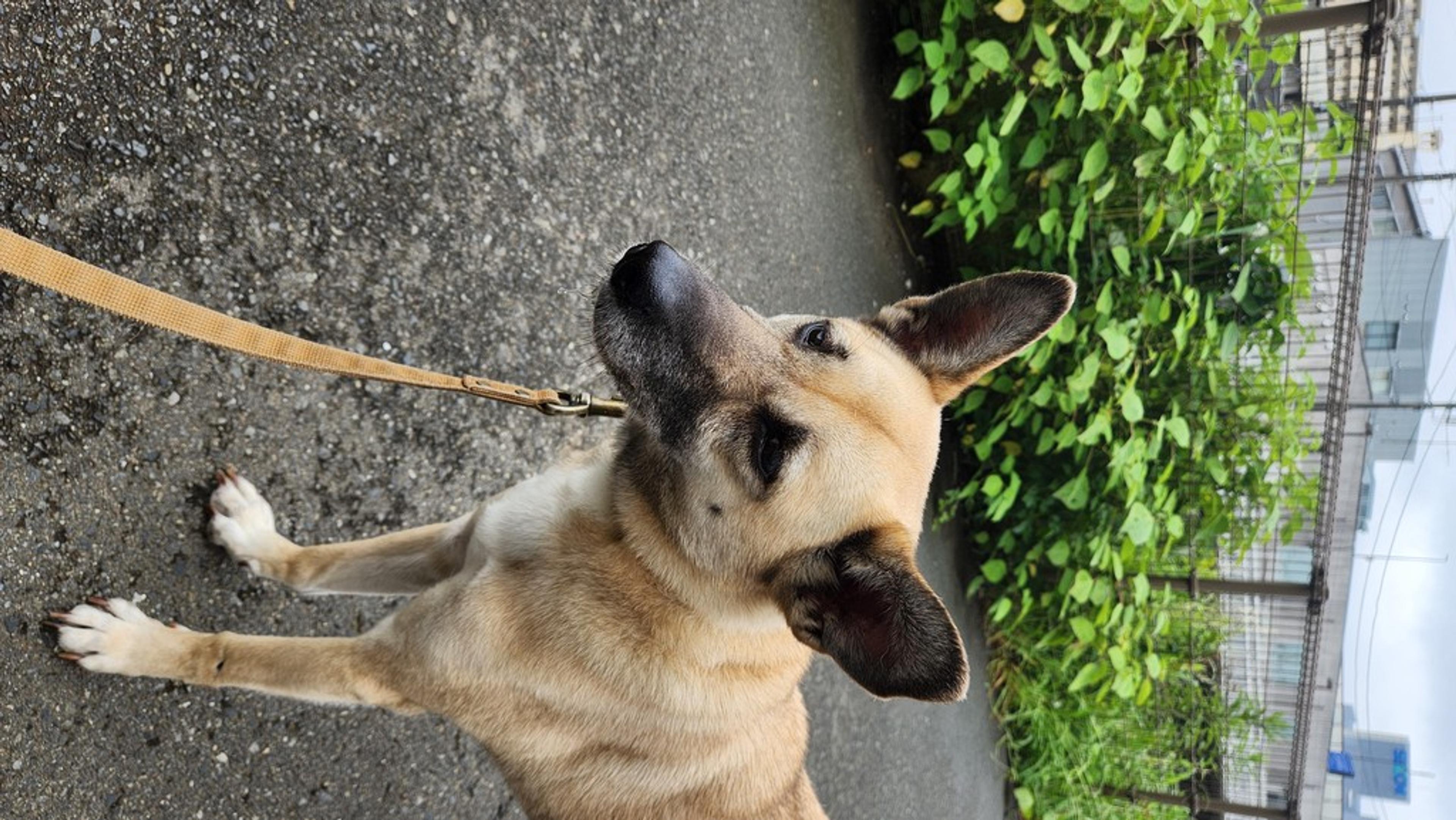 pet-image-6
