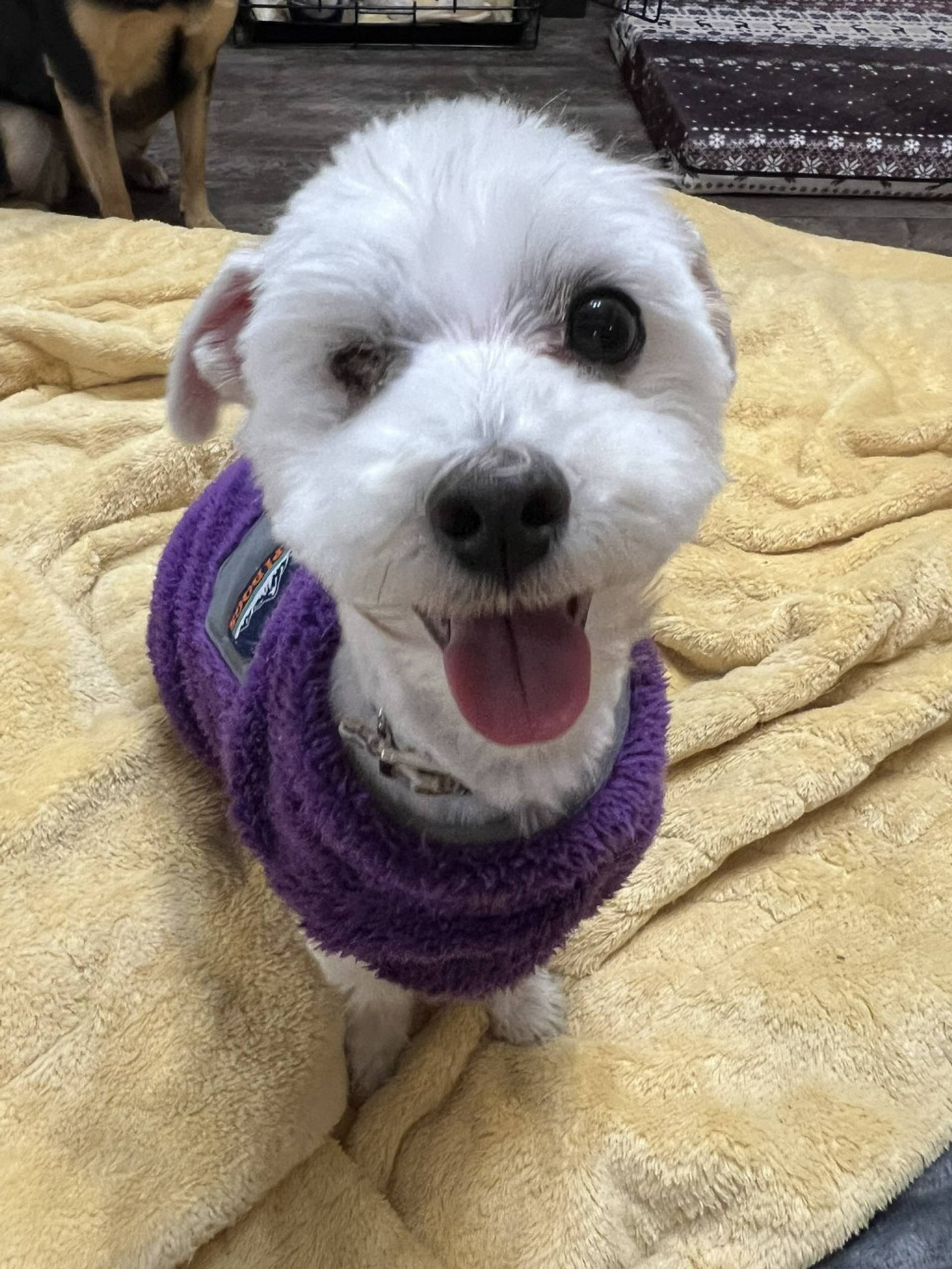雑種（ミックス犬）・オスの里親募集の写真