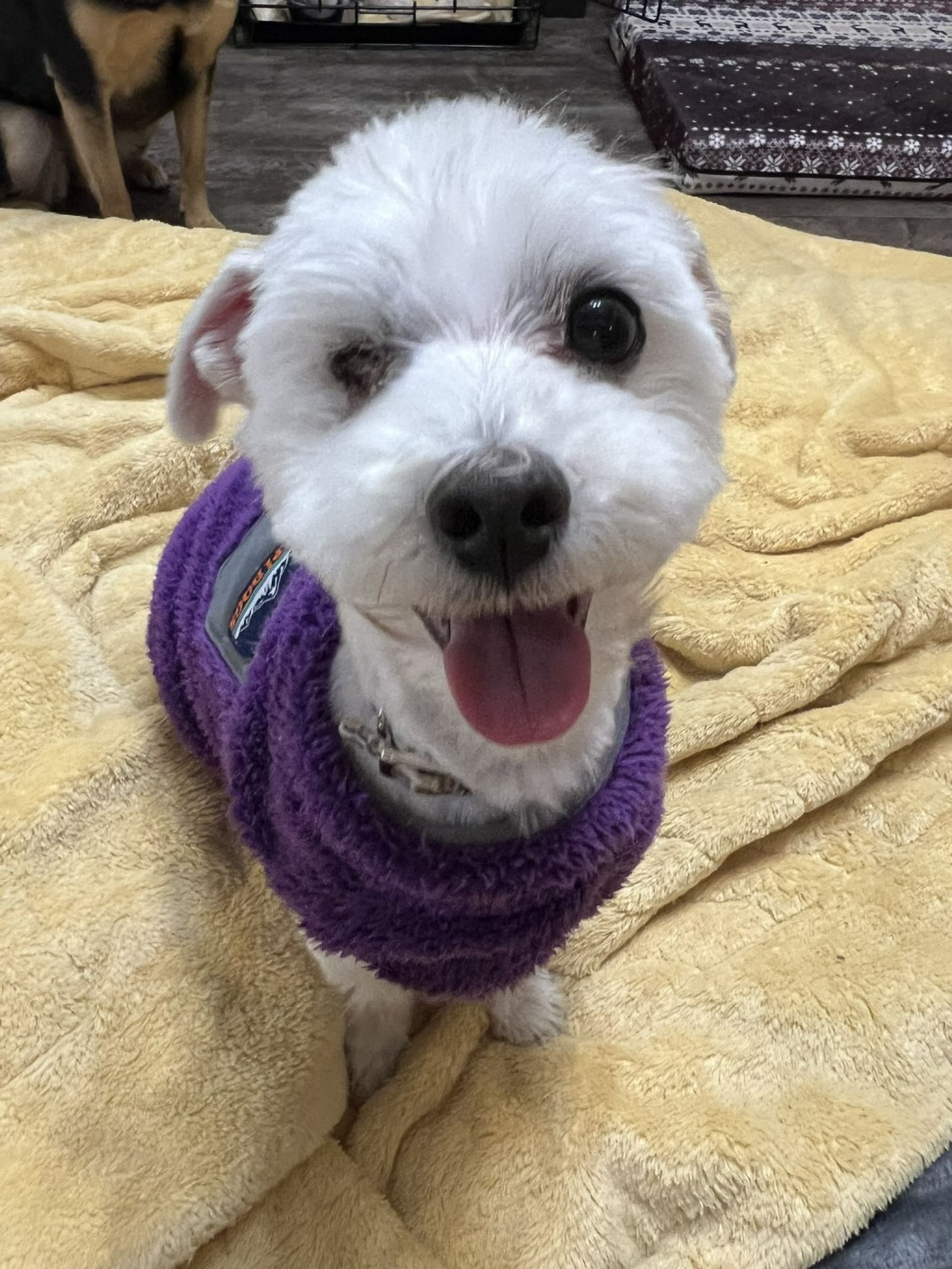 雑種（ミックス犬）・オスの里親募集の写真