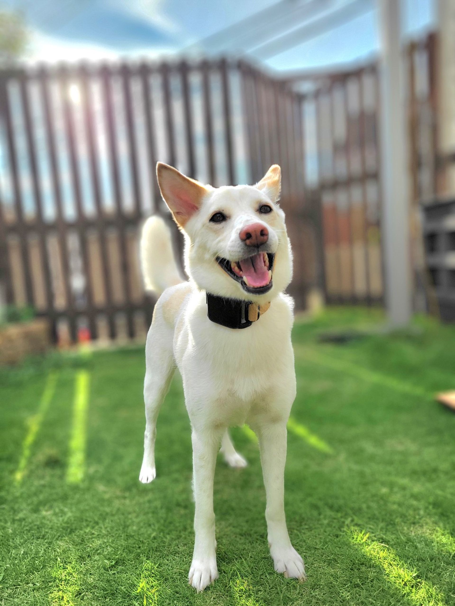 雑種（ミックス犬）・メスの里親募集の写真