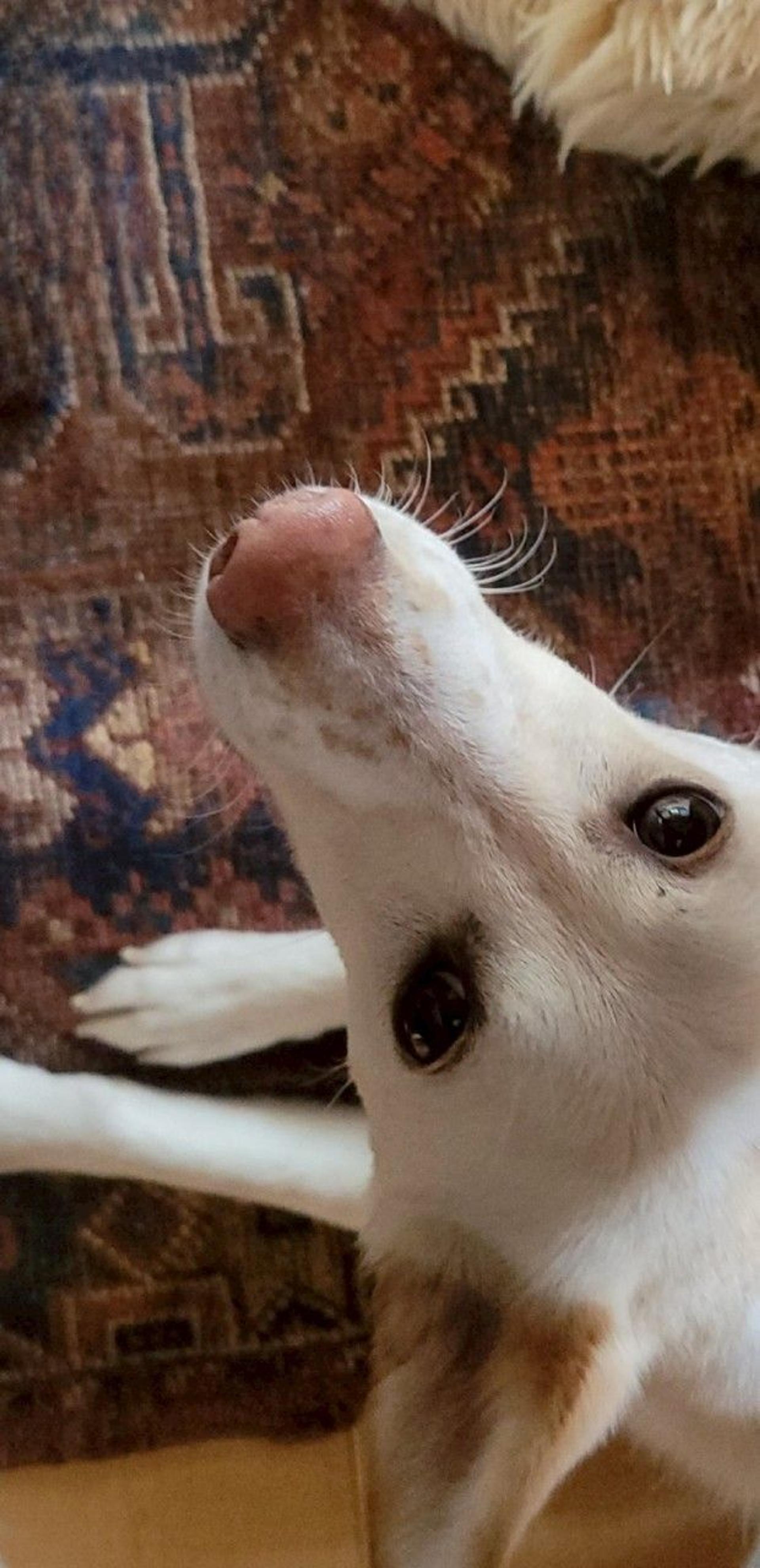 pet-image-8