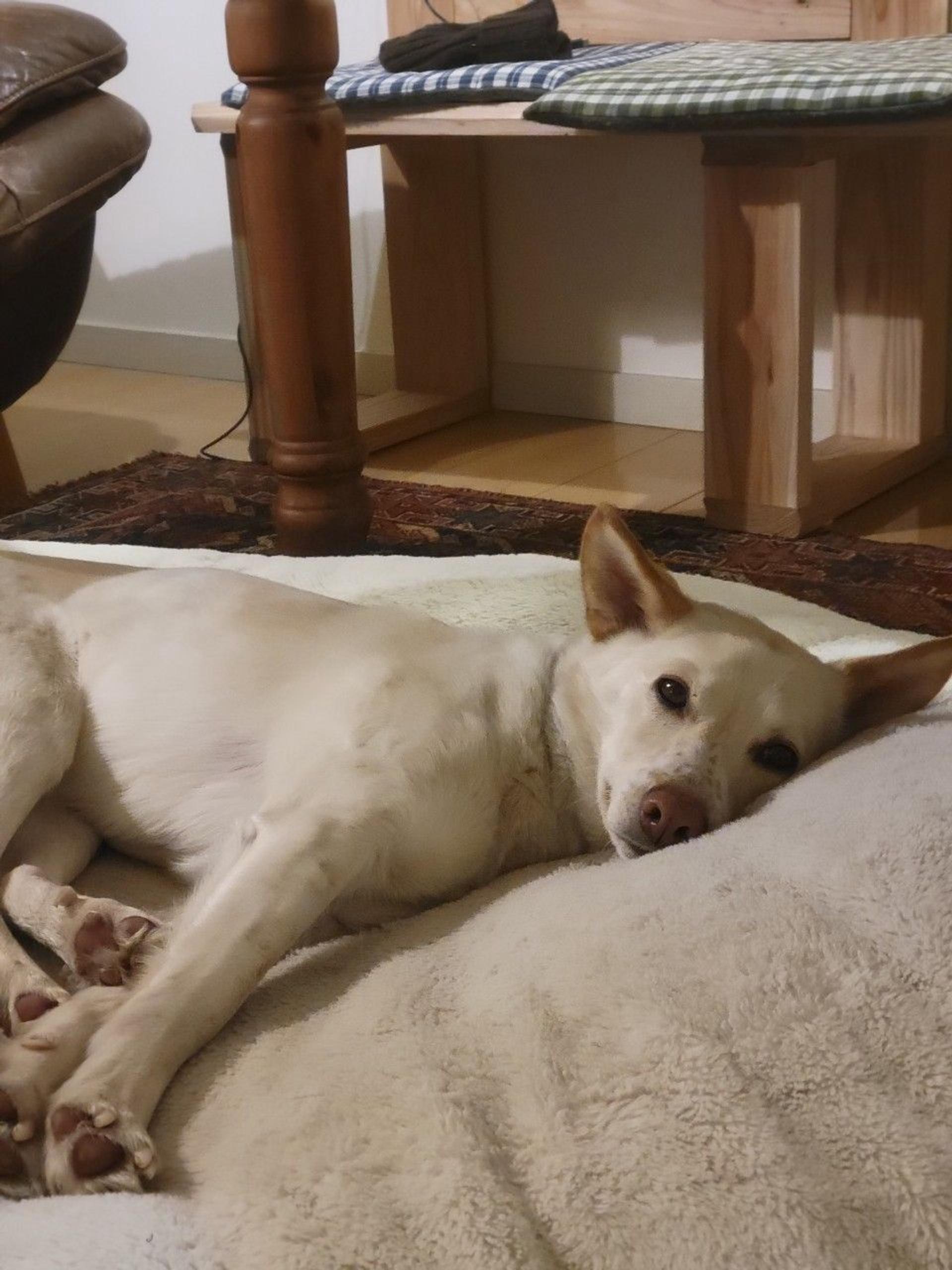 pet-image-9