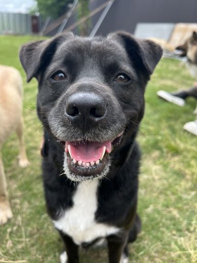 雑種（ミックス犬）・メスの里親募集の写真