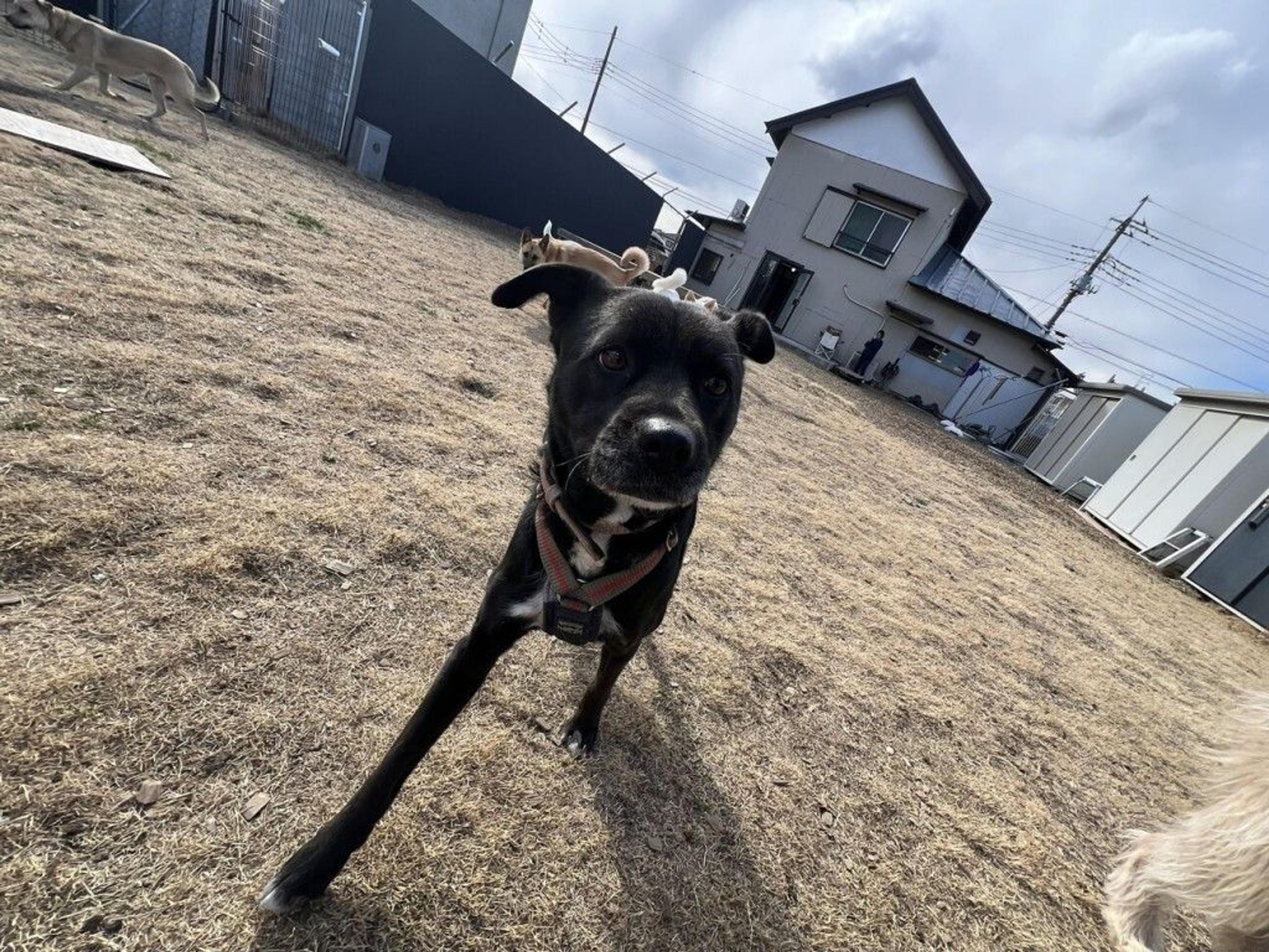 pet-image-5