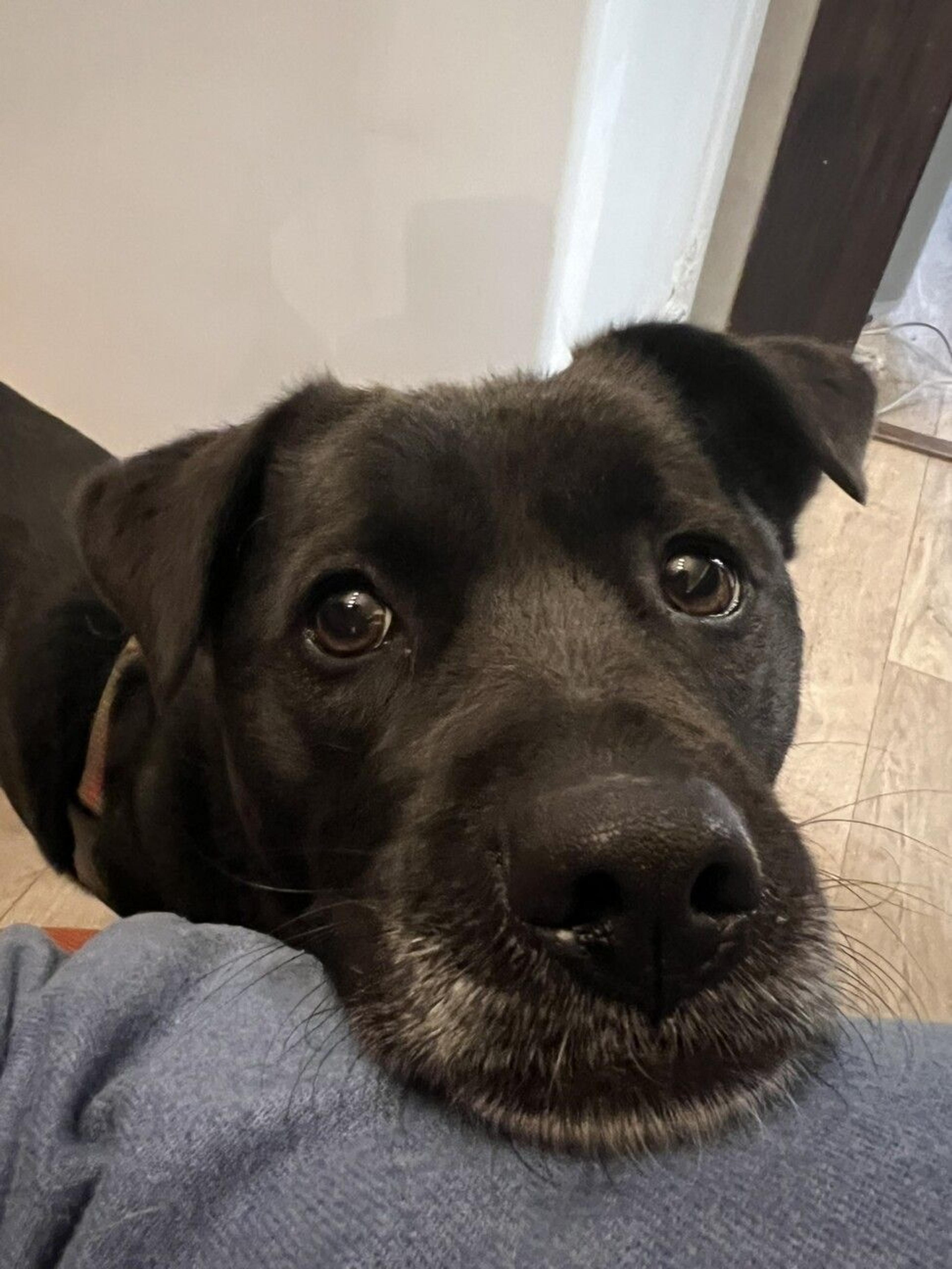 pet-image-7