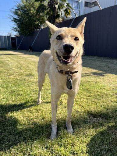 雑種（ミックス犬）・メスの里親募集の写真